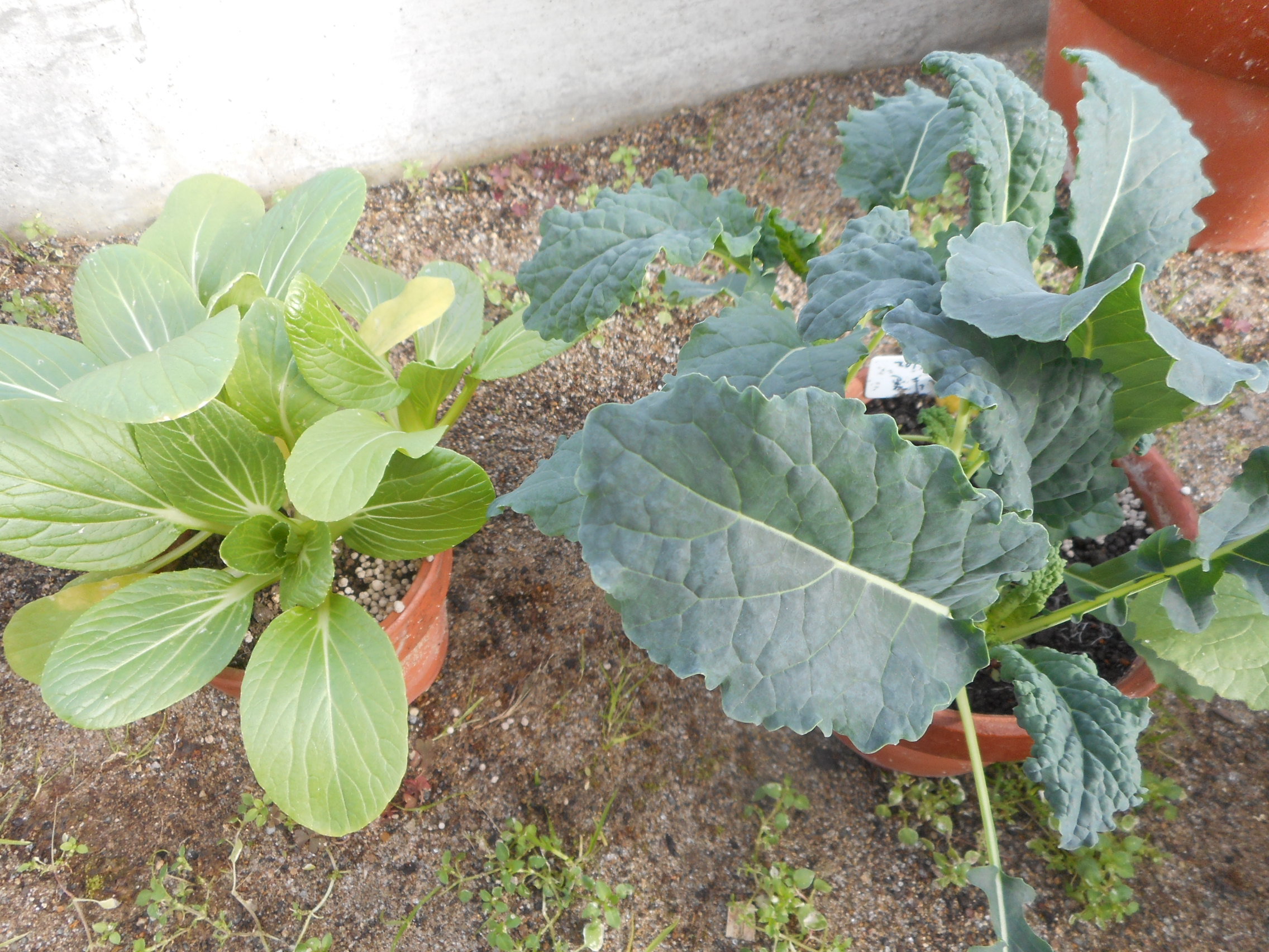 http://www.ige.tohoku.ac.jp/prg/watanabe/as-vegetable2019/images/20191223142026-7a8878cef1ec2e42d2925e3c5e922804287cd022.JPG