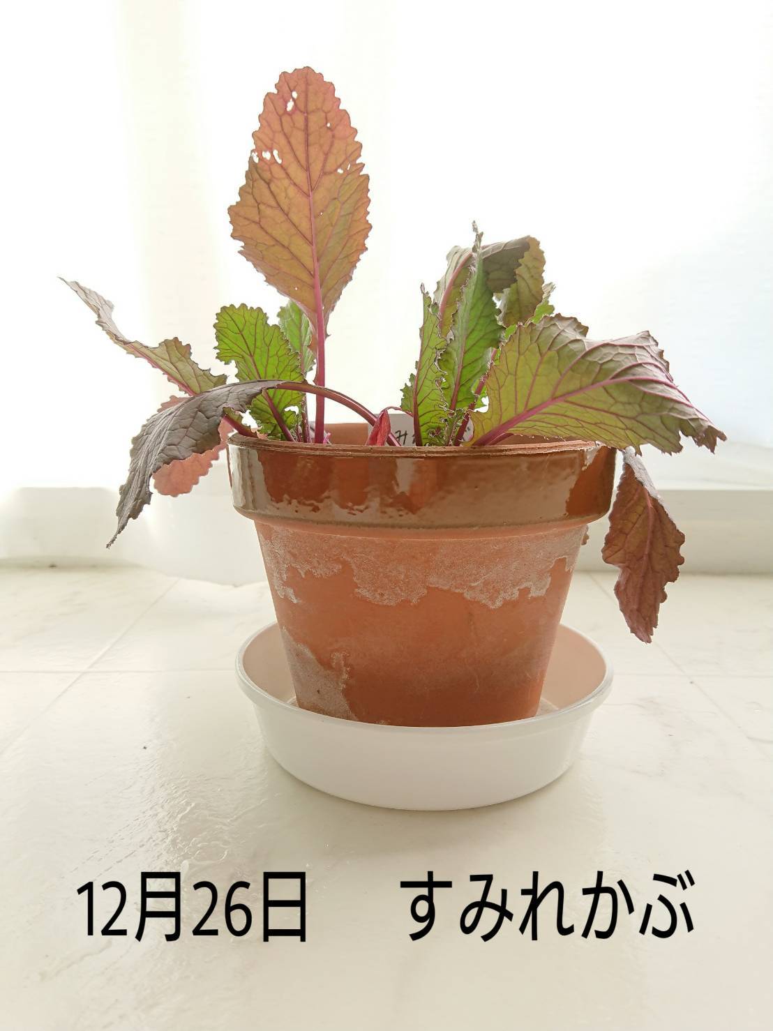 http://www.ige.tohoku.ac.jp/prg/watanabe/as-vegetable2019/images/20191227182021-bf1ea03e0d510a77716e240f4438074bea7089cc.jpg