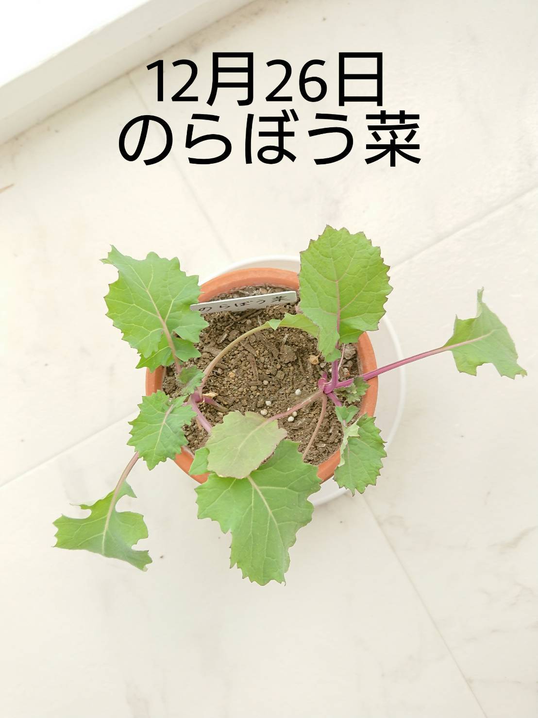 http://www.ige.tohoku.ac.jp/prg/watanabe/as-vegetable2019/images/20191227182251-ca5c6c81a52328f87e1302a2c82dbaffc9a764ea.jpg