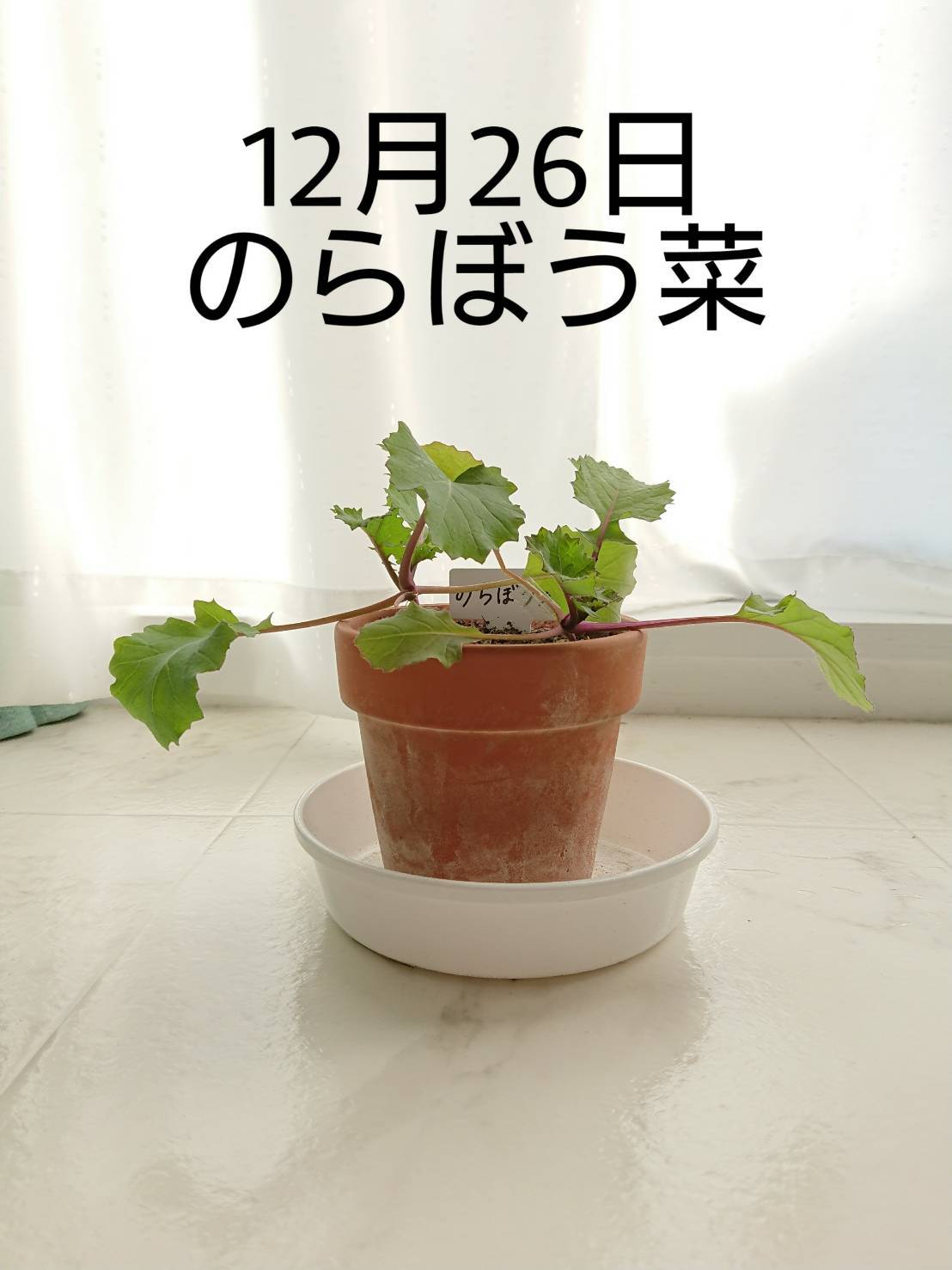 http://www.ige.tohoku.ac.jp/prg/watanabe/as-vegetable2019/images/20191227182345-a0c710859527bbd689a56c907445900b9f31cc23.jpg