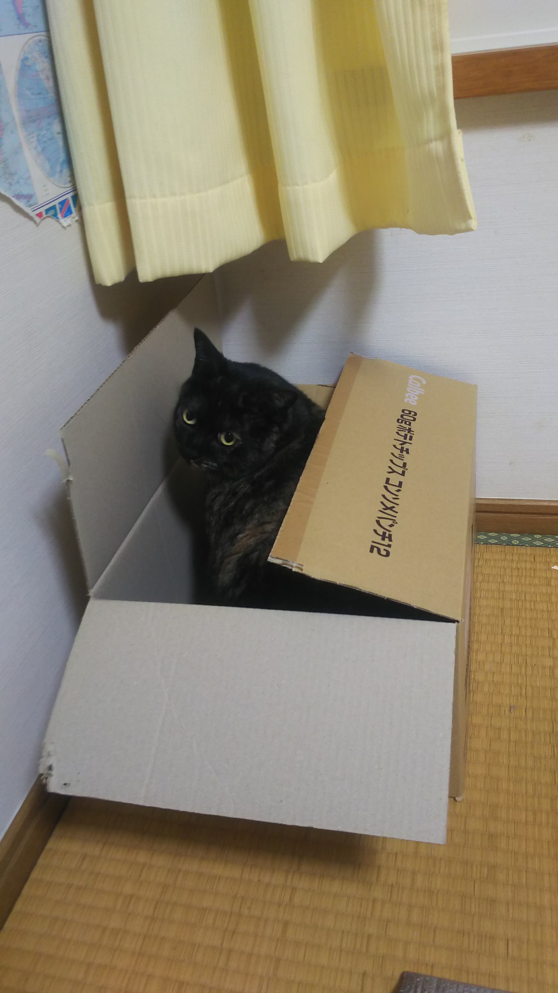 http://www.ige.tohoku.ac.jp/prg/watanabe/as-vegetable2019/images/20200106170603-c09057294e32e3966ca6f967e42f5eea7d83a5b2.JPG