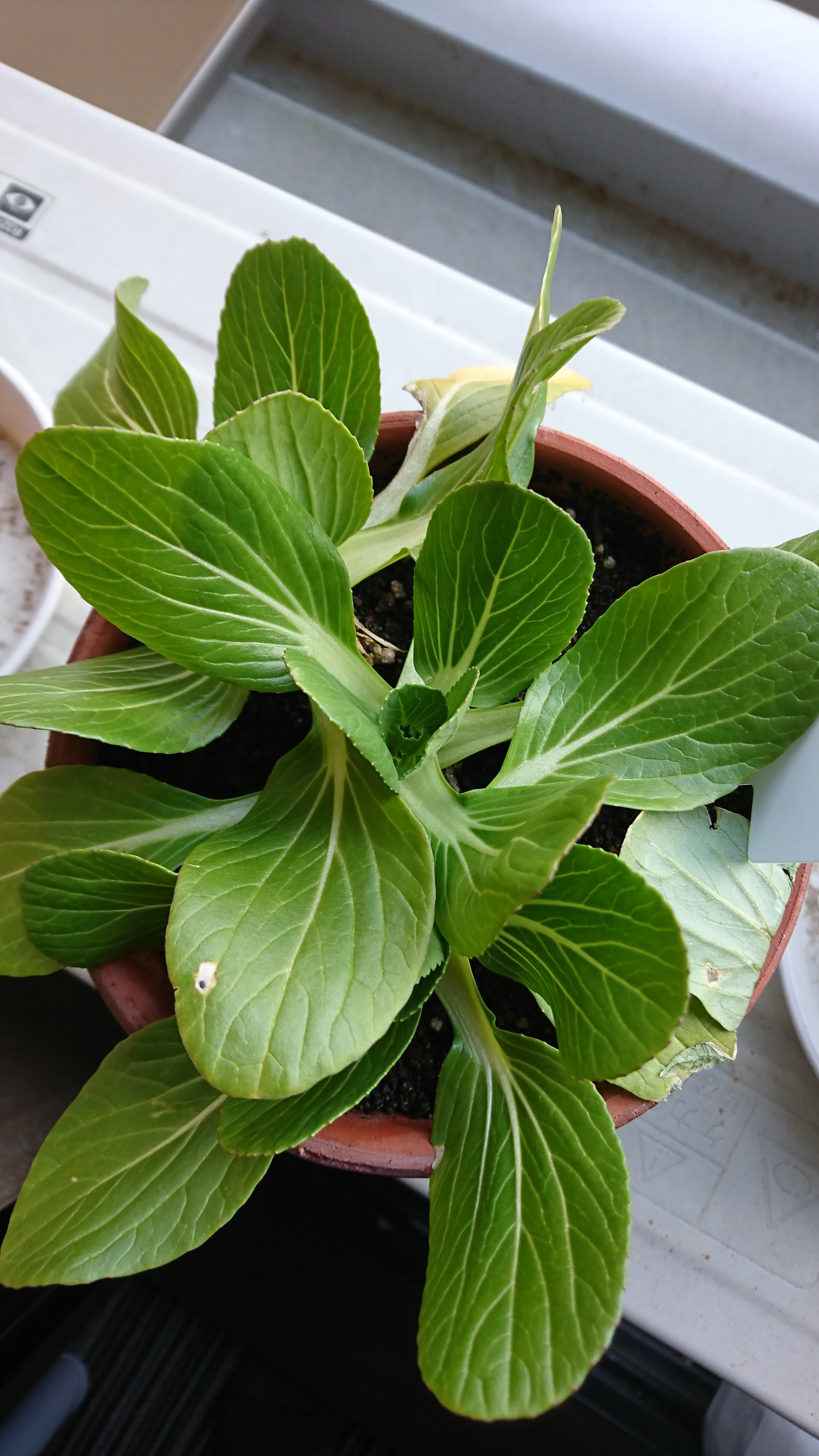http://www.ige.tohoku.ac.jp/prg/watanabe/as-vegetable2019/images/20200107104139-97f5dab83abf8dd93798f28cfbd6452861e2b687.JPG