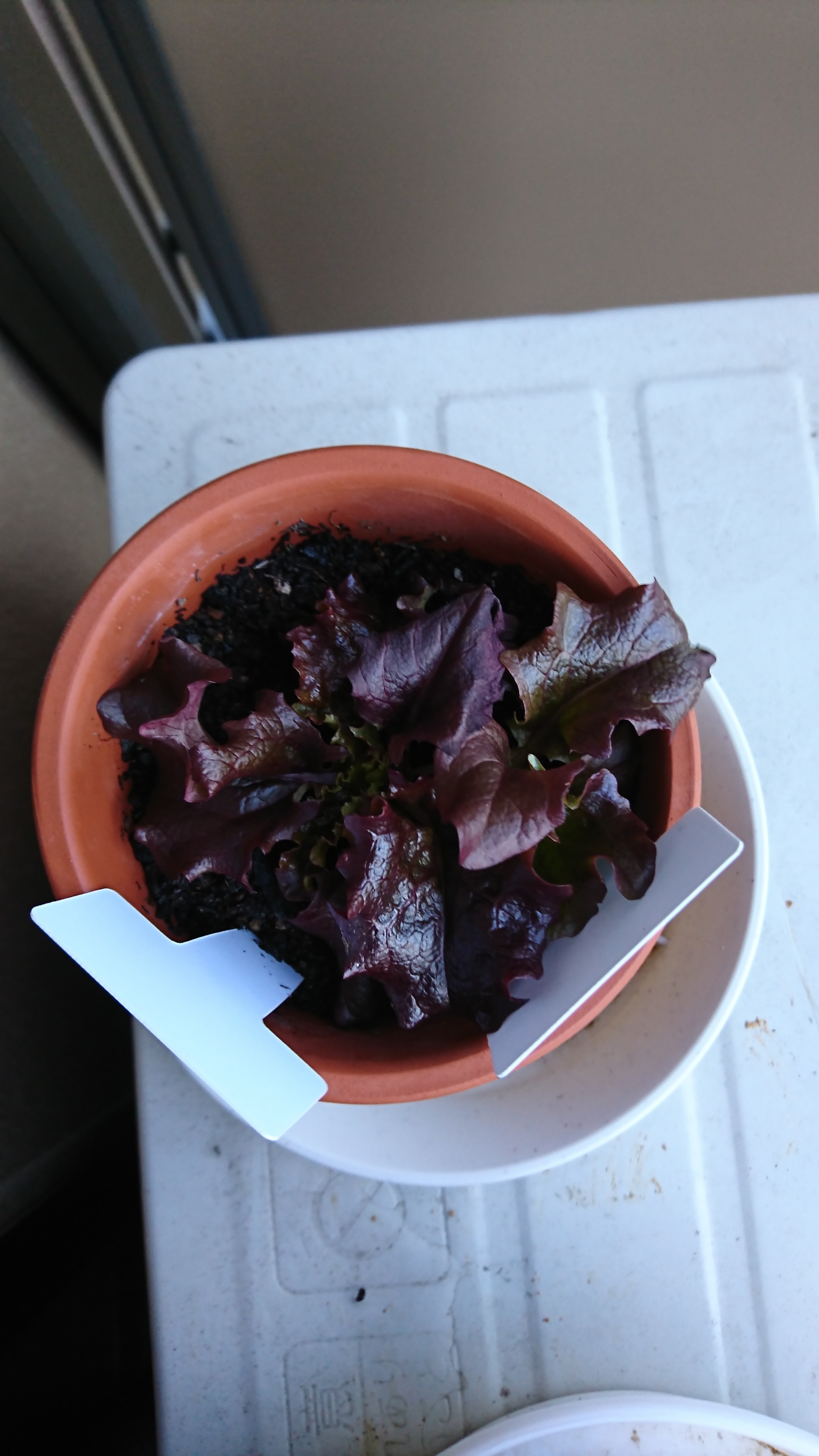 http://www.ige.tohoku.ac.jp/prg/watanabe/as-vegetable2019/images/20200107104520-38a9464337b9f0d09688768739df88b011baeee5.JPG