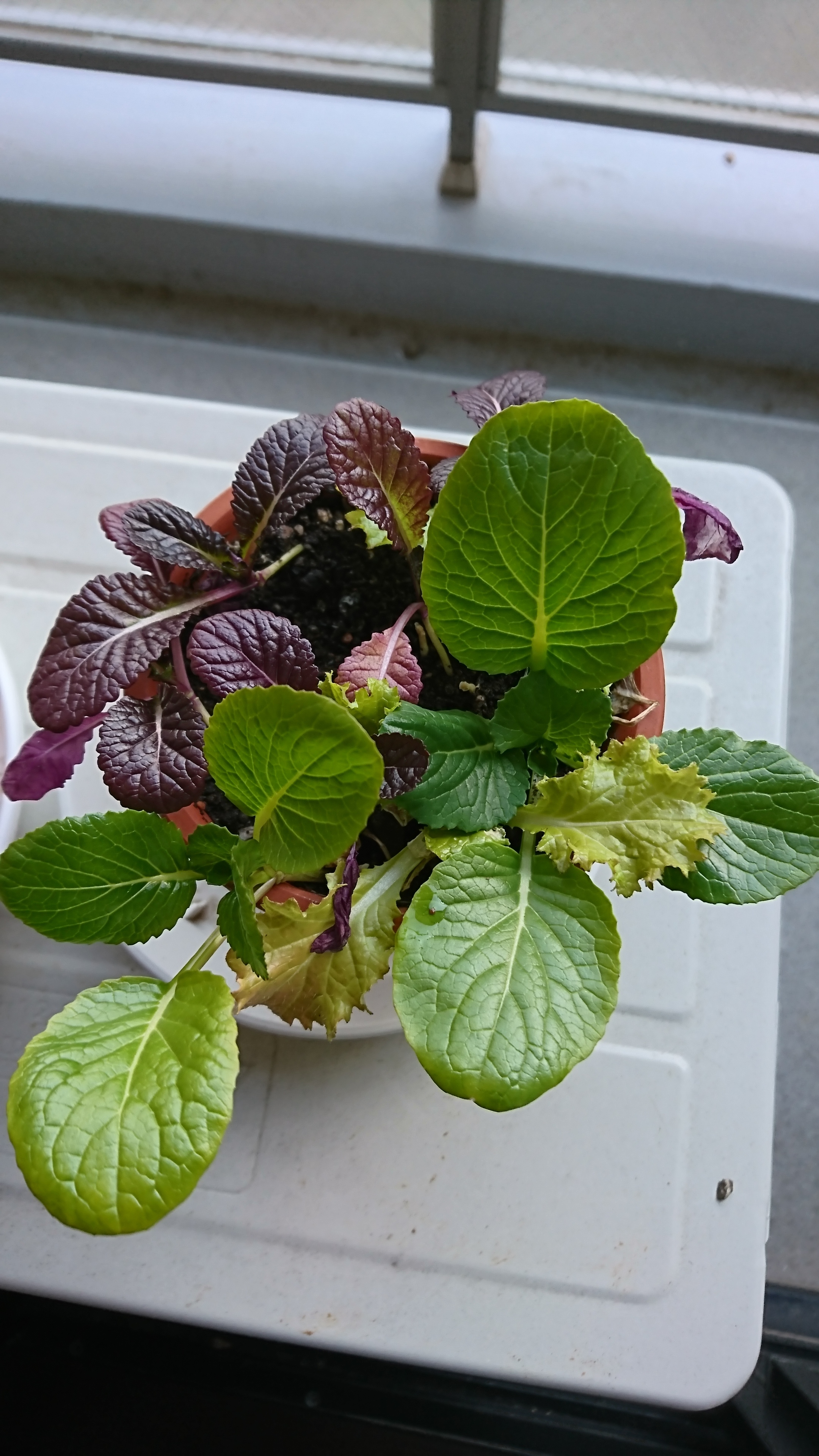 http://www.ige.tohoku.ac.jp/prg/watanabe/as-vegetable2019/images/20200107104610-042e166bd5df1d3439ee9877776ed068fccbd683.JPG