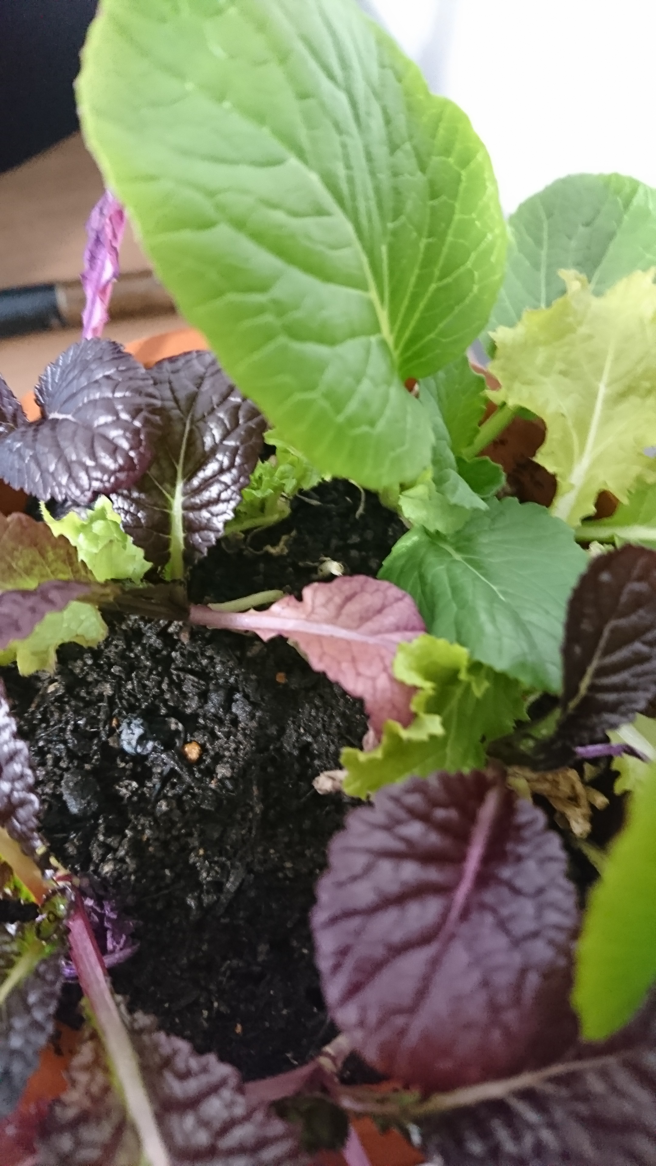 http://www.ige.tohoku.ac.jp/prg/watanabe/as-vegetable2019/images/20200107104717-1633394fef1252cec3a0031fdbc318c090dc9784.JPG