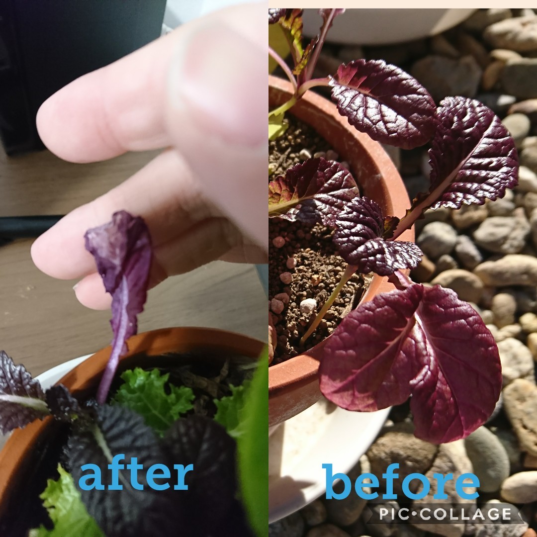 http://www.ige.tohoku.ac.jp/prg/watanabe/as-vegetable2019/images/20200107104929-06022ab8a0266f1a5da416daa5a4f007b2bda970.jpg