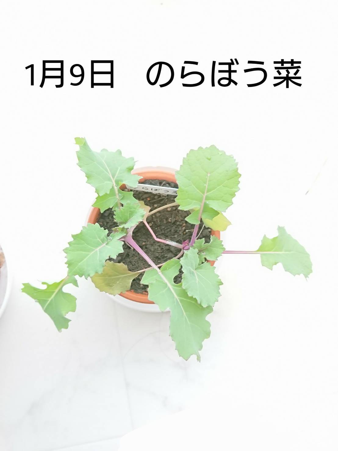 http://www.ige.tohoku.ac.jp/prg/watanabe/as-vegetable2019/images/20200111142231-fba40ebabf7437dd725c295d98615feb0ae147a3.jpg