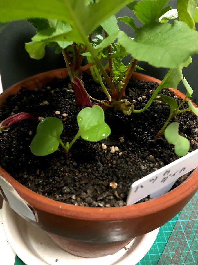 http://www.ige.tohoku.ac.jp/prg/watanabe/as-vegetable2019/images/20200113141530-f058f1d764d62a7a8e2de84d92192b4e26fb1df1.jpg