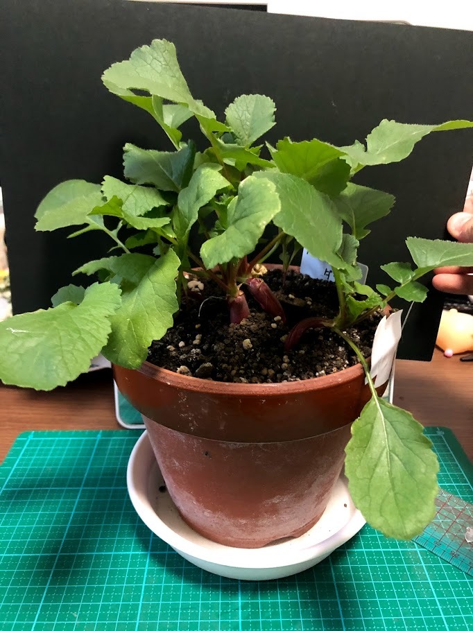 http://www.ige.tohoku.ac.jp/prg/watanabe/as-vegetable2019/images/20200113142454-d069986f8f2223f22d1c0a24034ca3d0b73f36bb.jpg