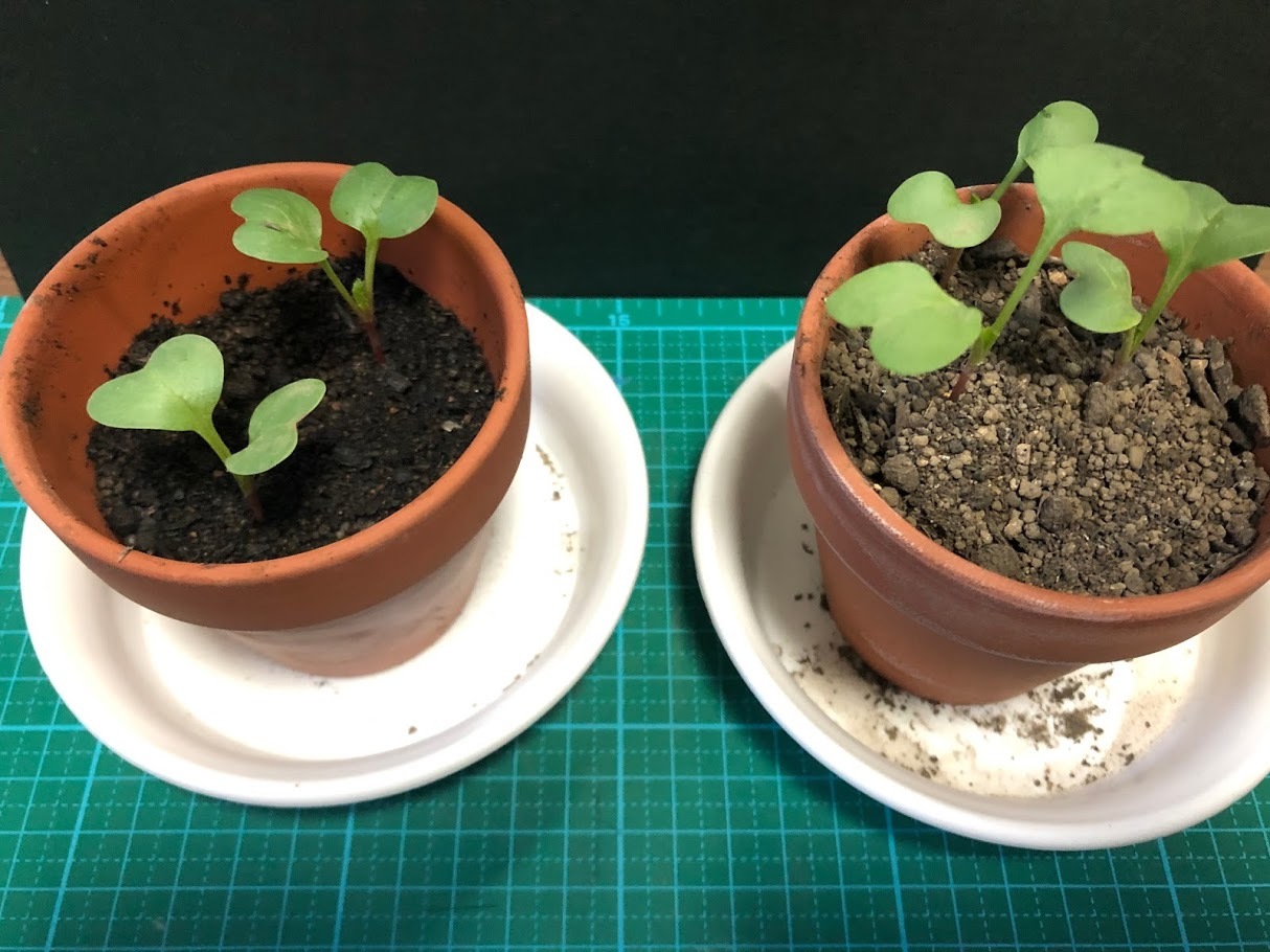 http://www.ige.tohoku.ac.jp/prg/watanabe/as-vegetable2019/images/20200113142933-74256e9cc7881d6990f6e259c6ecbe833cb40501.jpg