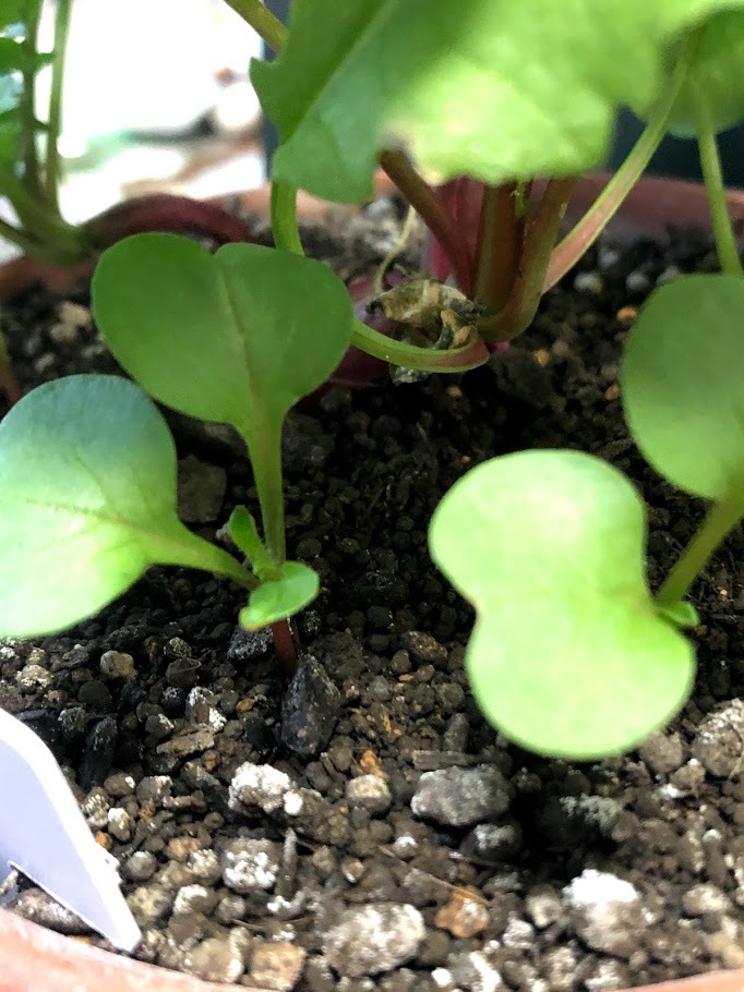 http://www.ige.tohoku.ac.jp/prg/watanabe/as-vegetable2019/images/20200113143013-46c8fa25c780b7eca79d1a456143f71cd86b2082.jpg