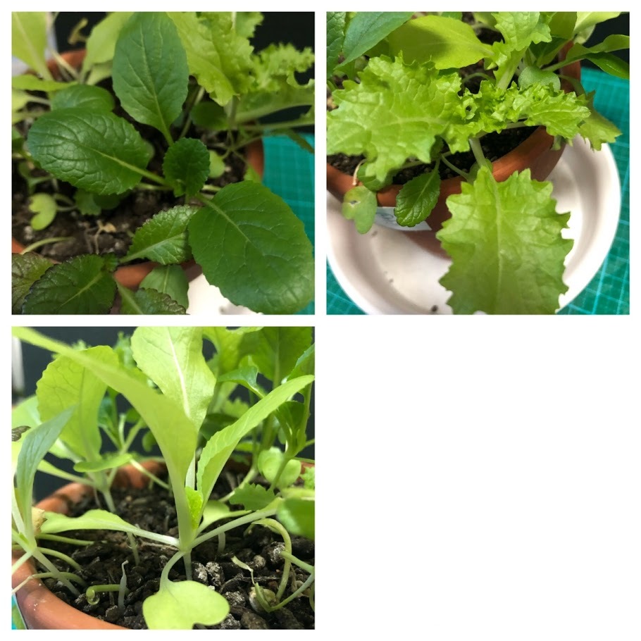 http://www.ige.tohoku.ac.jp/prg/watanabe/as-vegetable2019/images/20200113144333-88a3c7dd85b931189933761b14d0538b7788e9ac.JPG