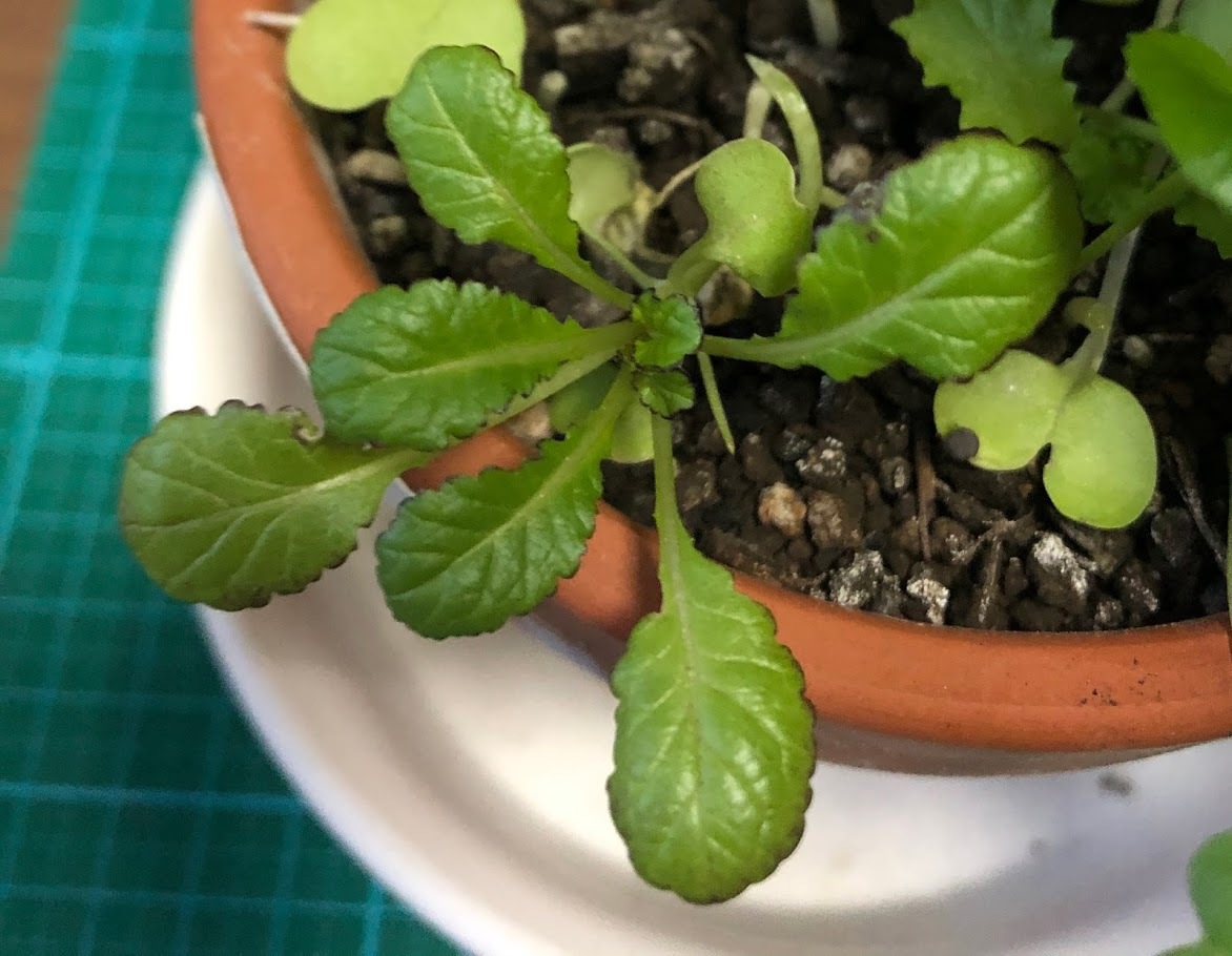 http://www.ige.tohoku.ac.jp/prg/watanabe/as-vegetable2019/images/20200113144436-006dc4205c6c927d246c12a2bcbbf42c11bd93d6.jpg