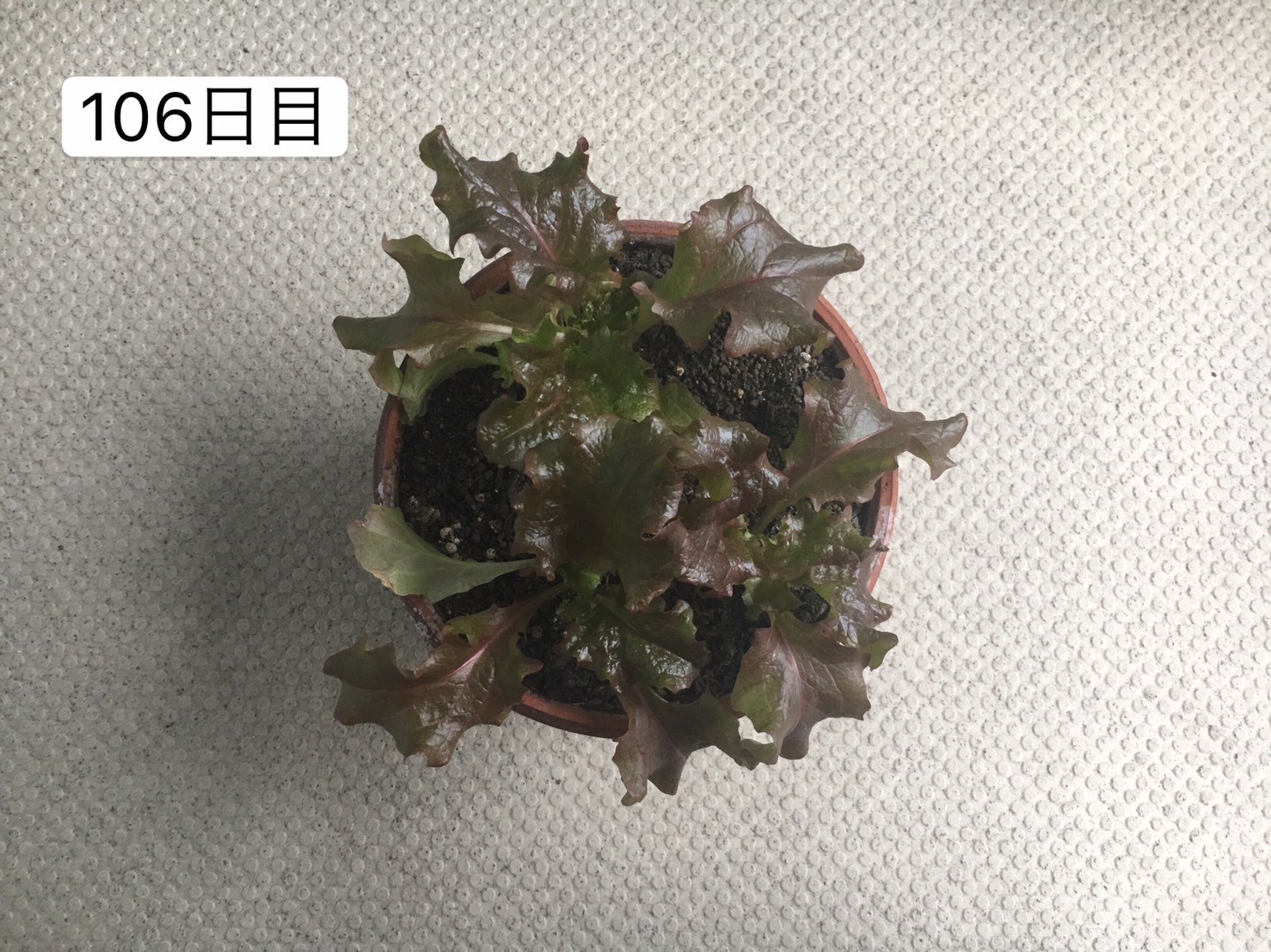 http://www.ige.tohoku.ac.jp/prg/watanabe/as-vegetable2019/images/20200115134324-5f3df17f7a4078823c6e01e4d0c344b1f0a15b89.jpg