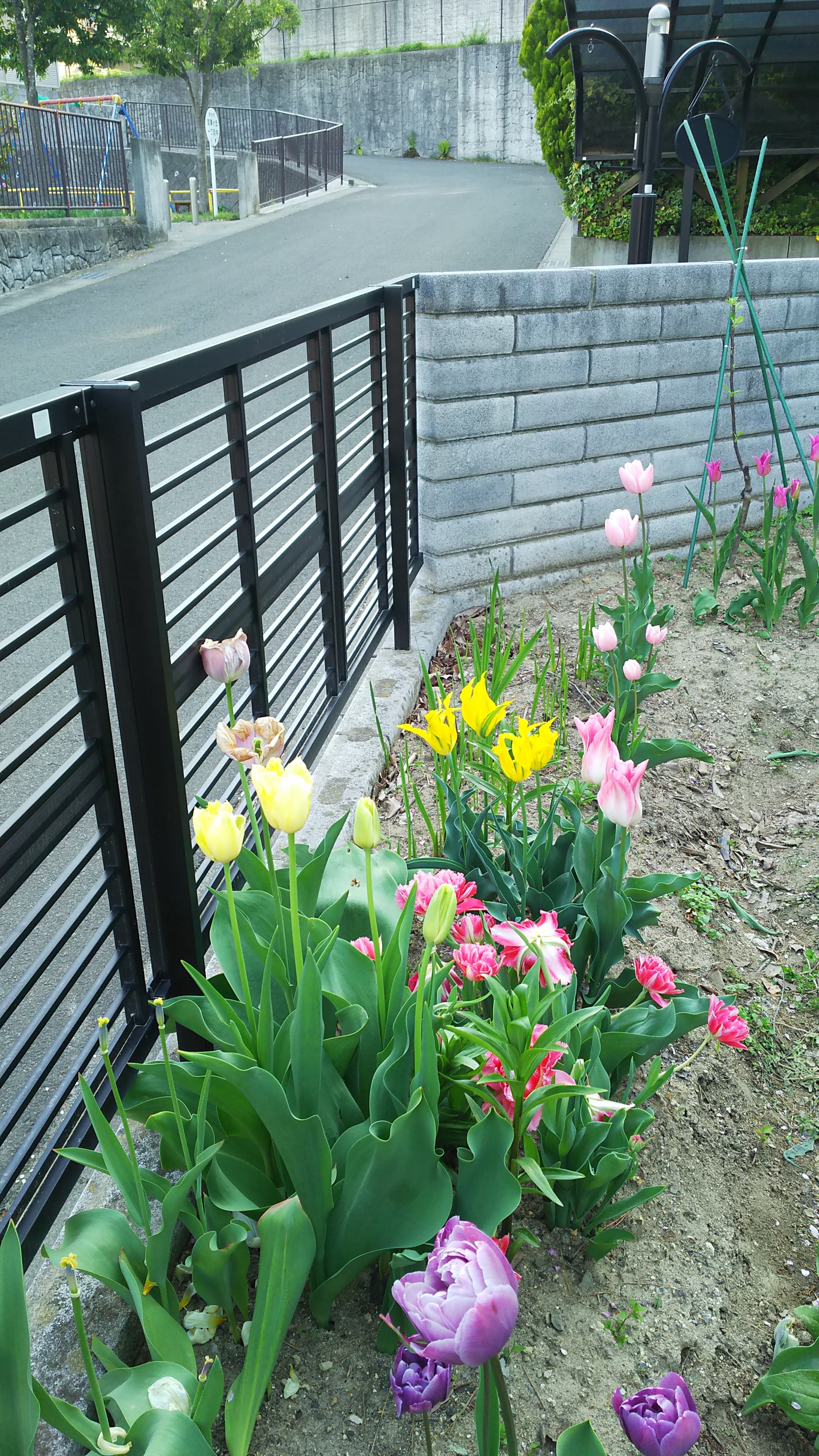 http://www.ige.tohoku.ac.jp/prg/watanabe/as-vegetable2019/images/20200116171819-fdedcfc8ebbfda6871d458245b89404b37a5570d.JPG