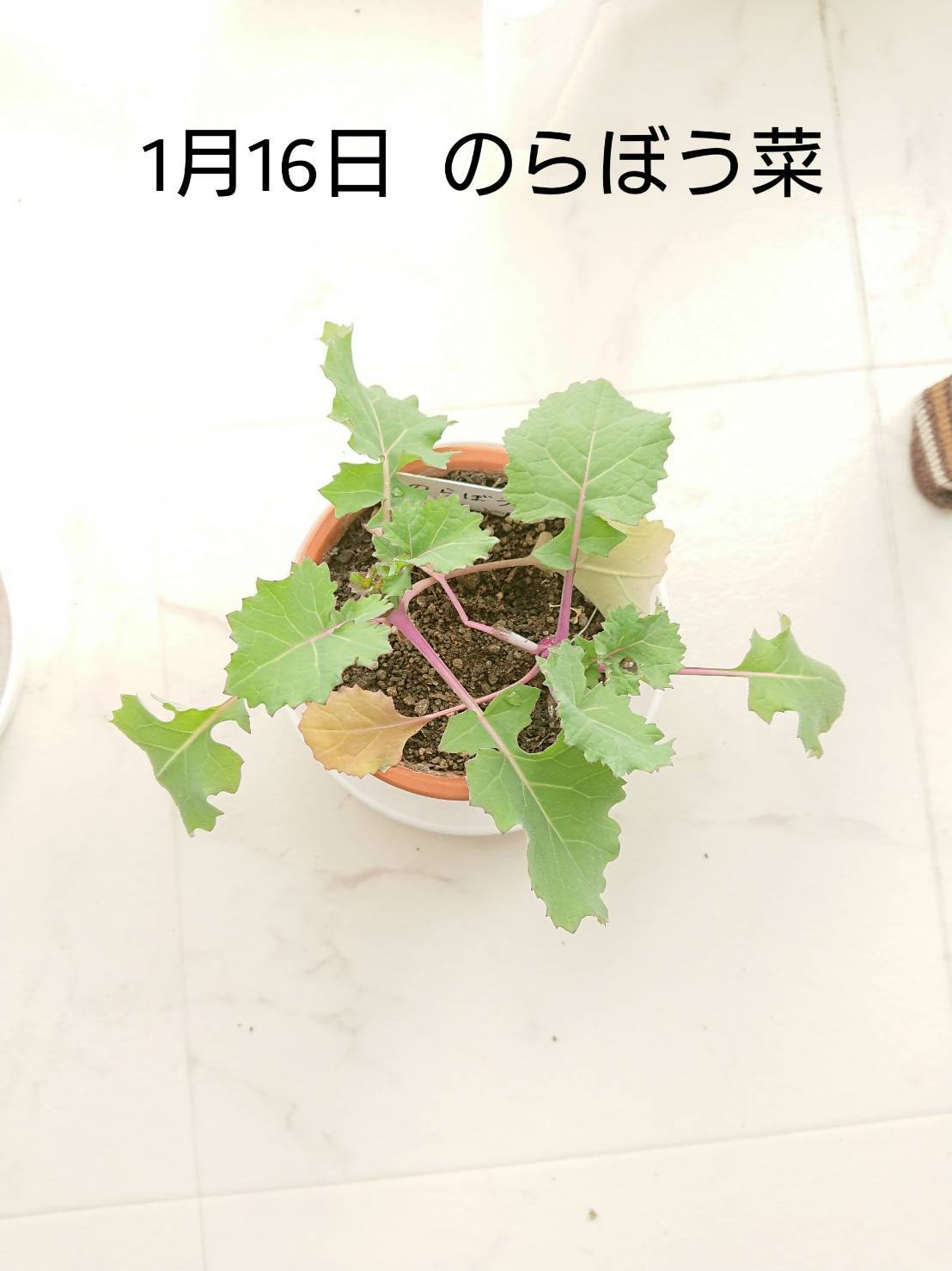 http://www.ige.tohoku.ac.jp/prg/watanabe/as-vegetable2019/images/20200116215458-dfee98ff48037b02672340a8c14cab5cfcb9cd44.jpg