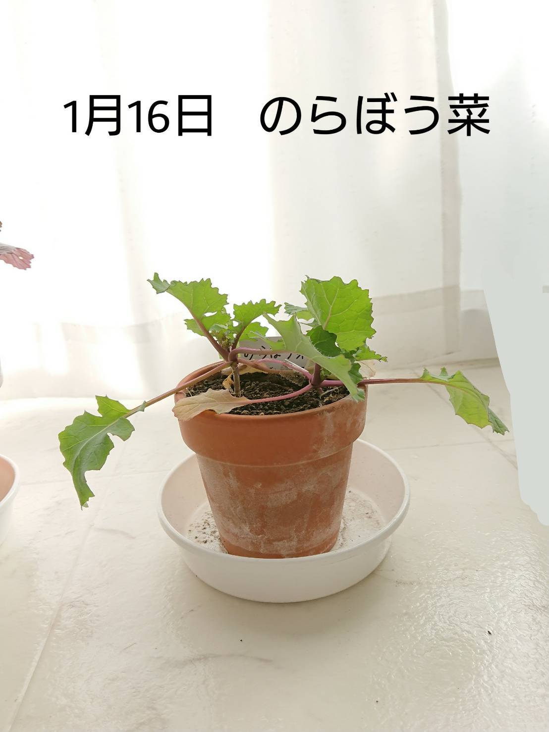 http://www.ige.tohoku.ac.jp/prg/watanabe/as-vegetable2019/images/20200116215547-7289ef80fcae2c4c3ad1d944aba02f39e4c1b742.jpg