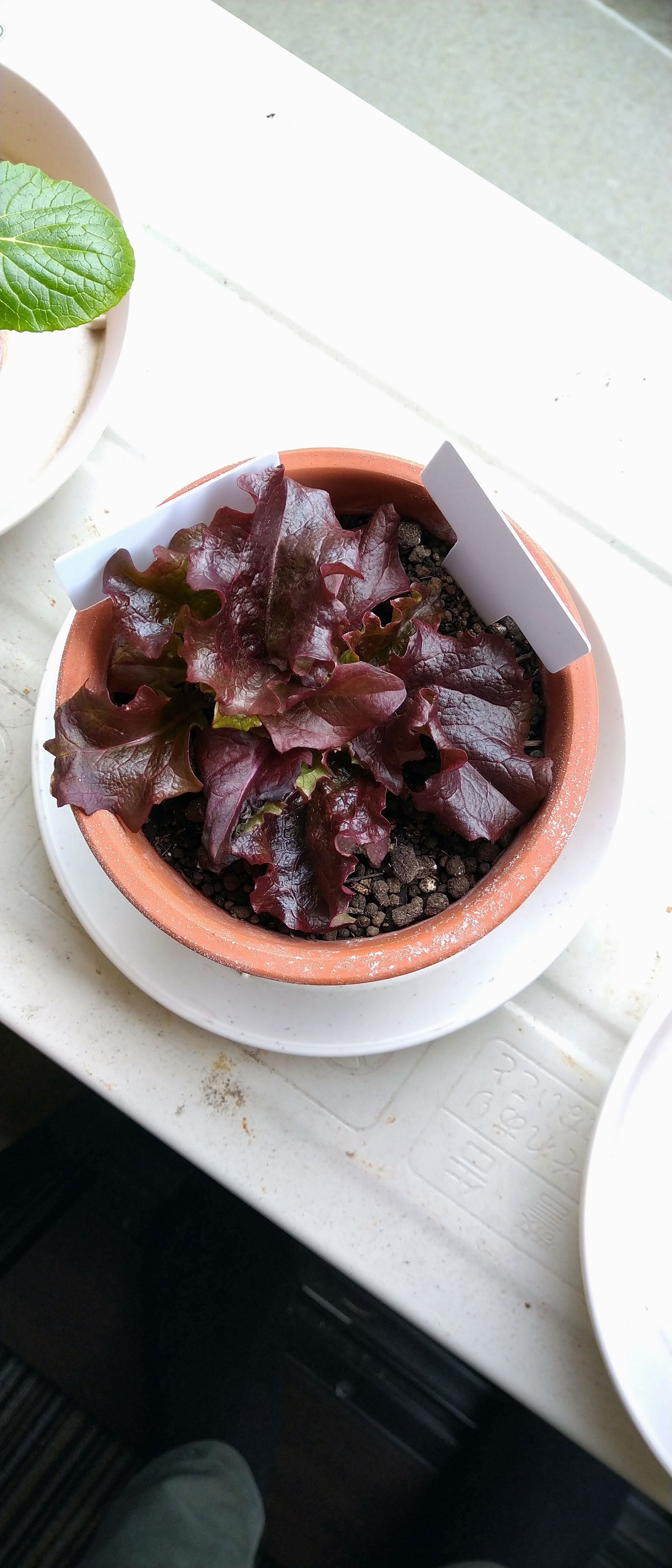http://www.ige.tohoku.ac.jp/prg/watanabe/as-vegetable2019/images/20200118144355-d9eeccb922da49f22ffa967d39baaf9f8f8b3be7.JPG