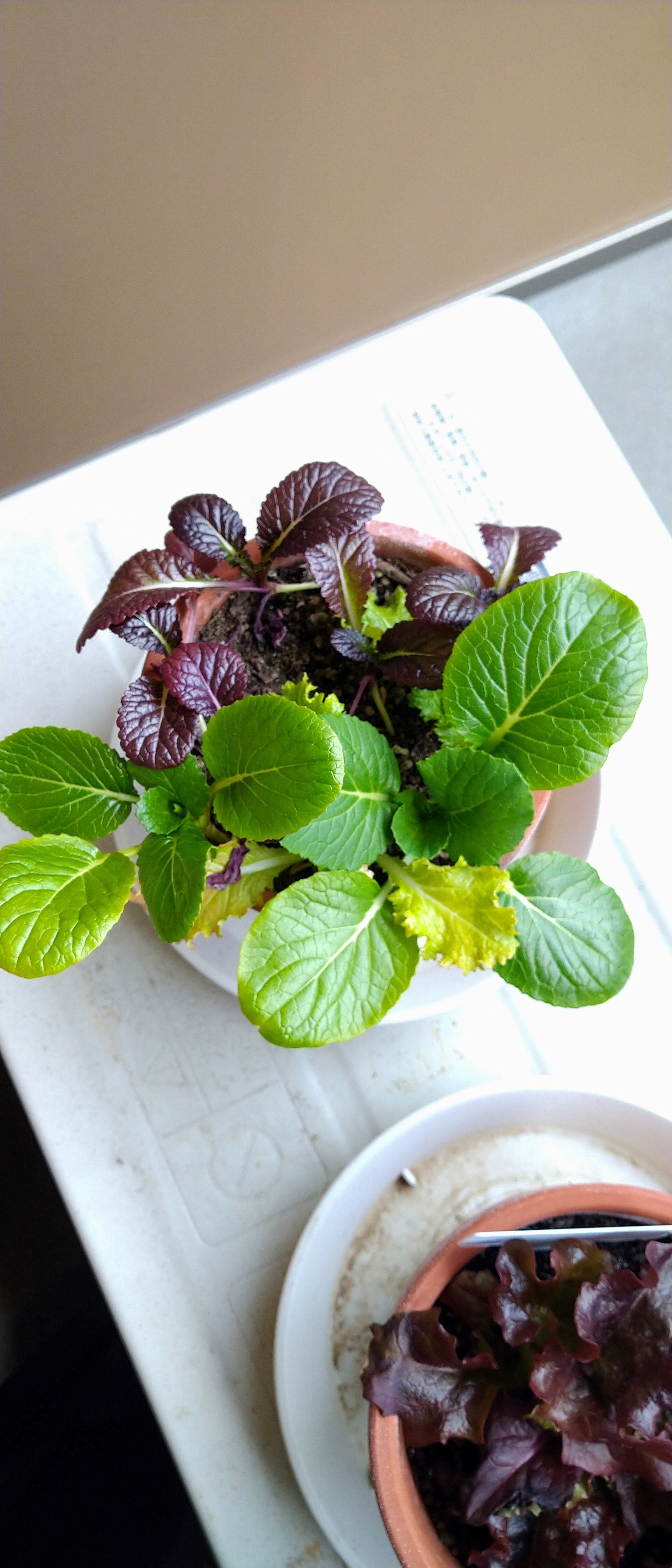 http://www.ige.tohoku.ac.jp/prg/watanabe/as-vegetable2019/images/20200118144419-baf069a038b96b432764fde6b5975b70ecf63dc6.JPG