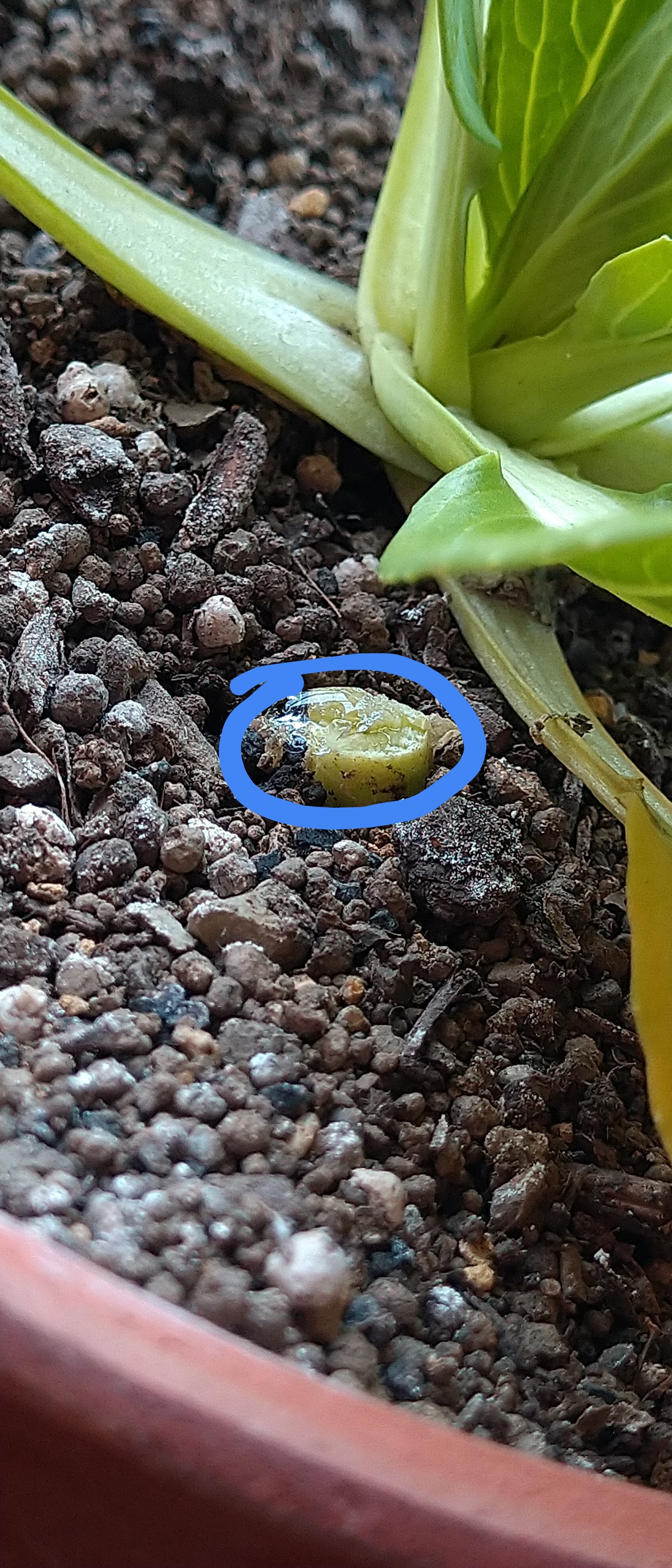 http://www.ige.tohoku.ac.jp/prg/watanabe/as-vegetable2019/images/20200118145742-2b6f84094a1b5e17ce99b27cff8d2b870b0265ab.JPG