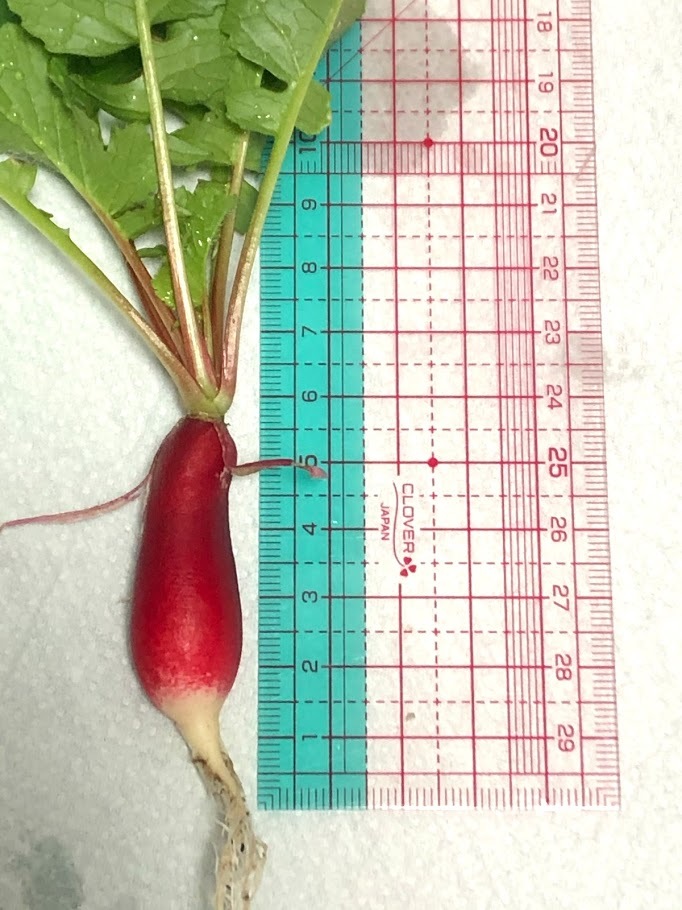 http://www.ige.tohoku.ac.jp/prg/watanabe/as-vegetable2019/images/20200123102405-7cee0b5129f9d97cdd6d41bd1b6ac0e54280d4a5.jpg