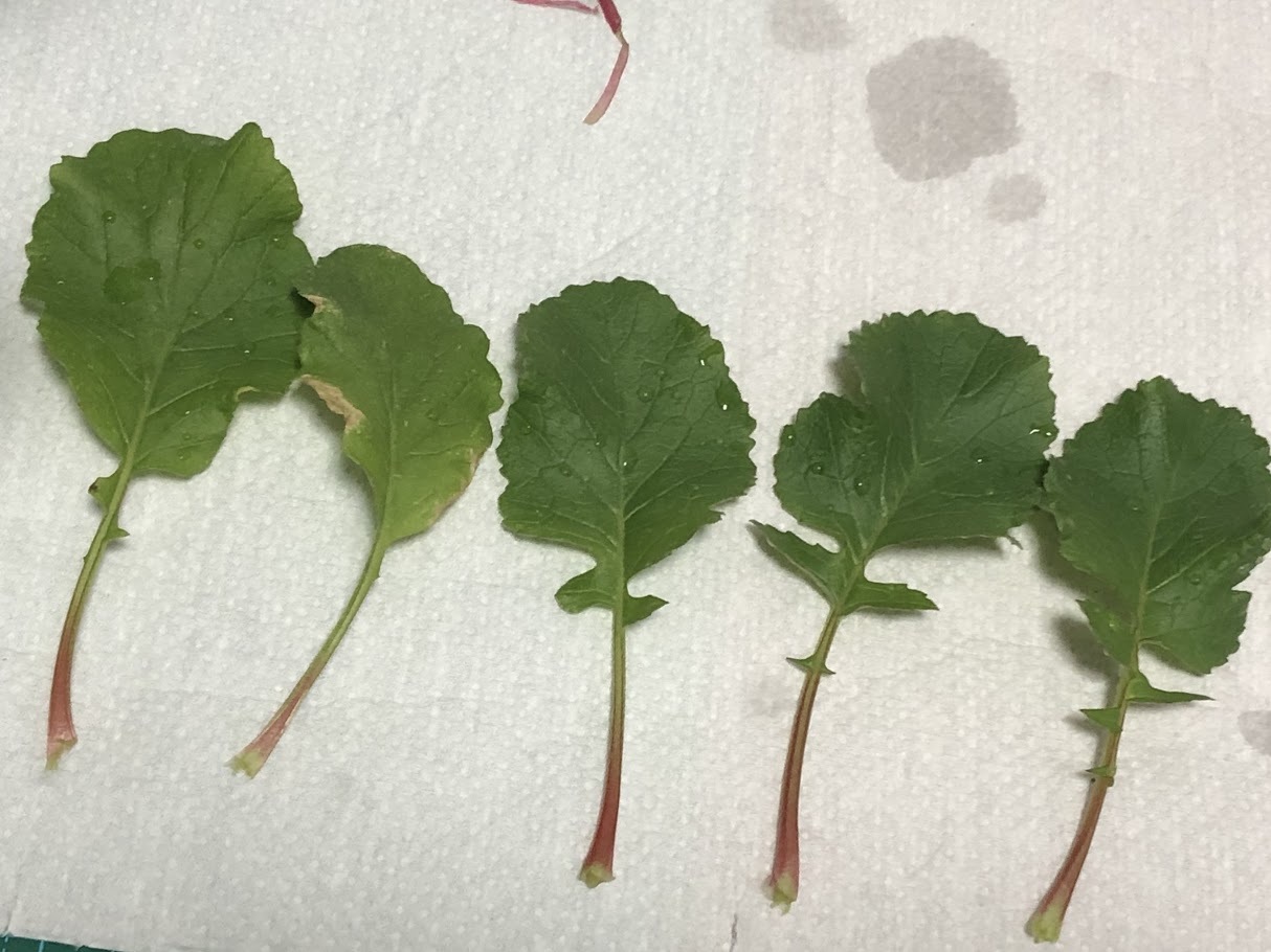 http://www.ige.tohoku.ac.jp/prg/watanabe/as-vegetable2019/images/20200123102432-7ae88025bac1ac03935b9f824c2cd7da785ef157.jpg