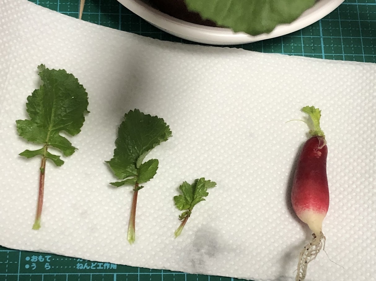 http://www.ige.tohoku.ac.jp/prg/watanabe/as-vegetable2019/images/20200123102452-1a0a85764a400a67844574fdc23e1a58d1c2480d.jpg