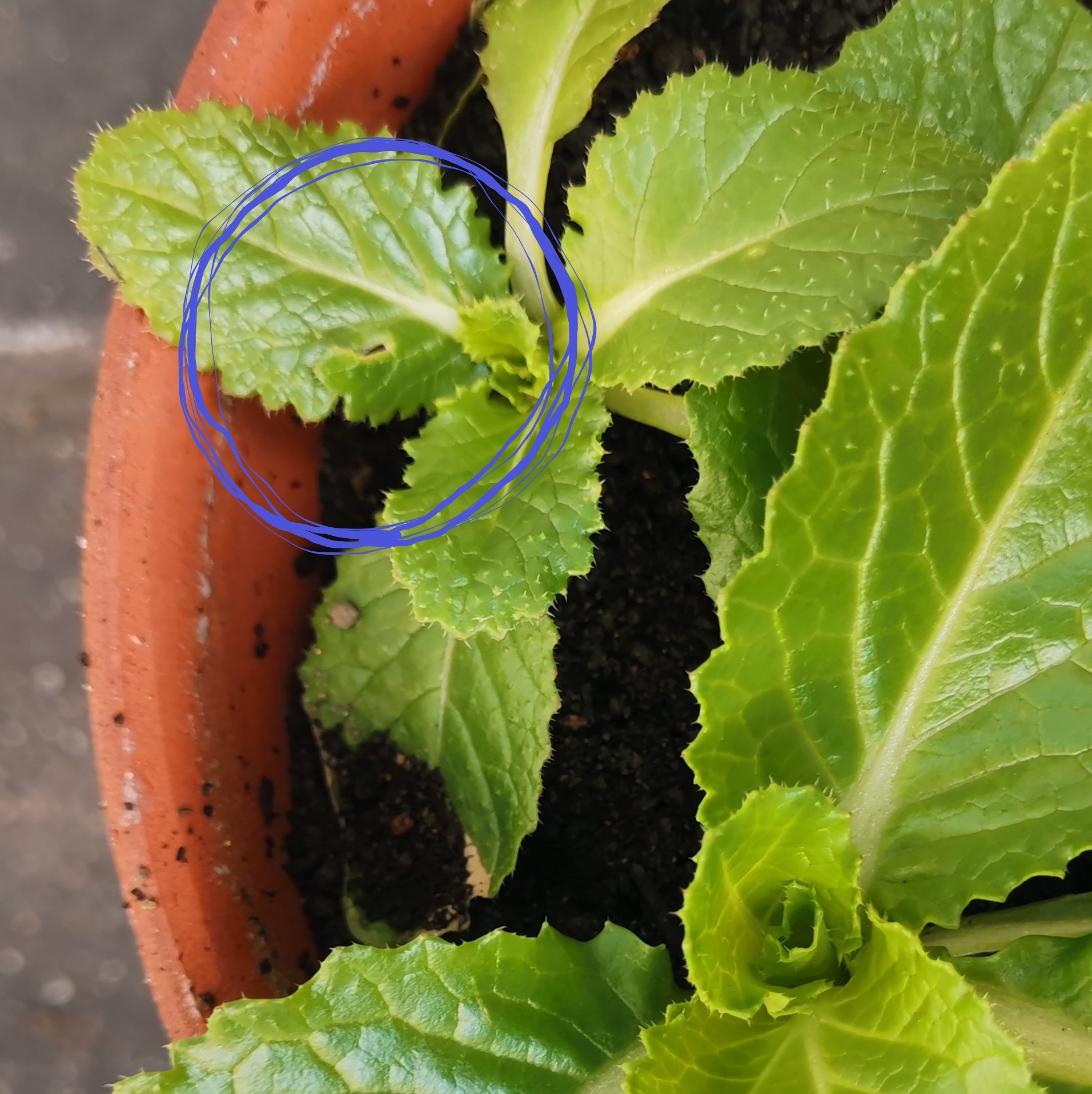 http://www.ige.tohoku.ac.jp/prg/watanabe/as-vegetable2019/images/20200123122455-72a4af2e52e58cbc446c55895e3b0bef02e67644.jpg