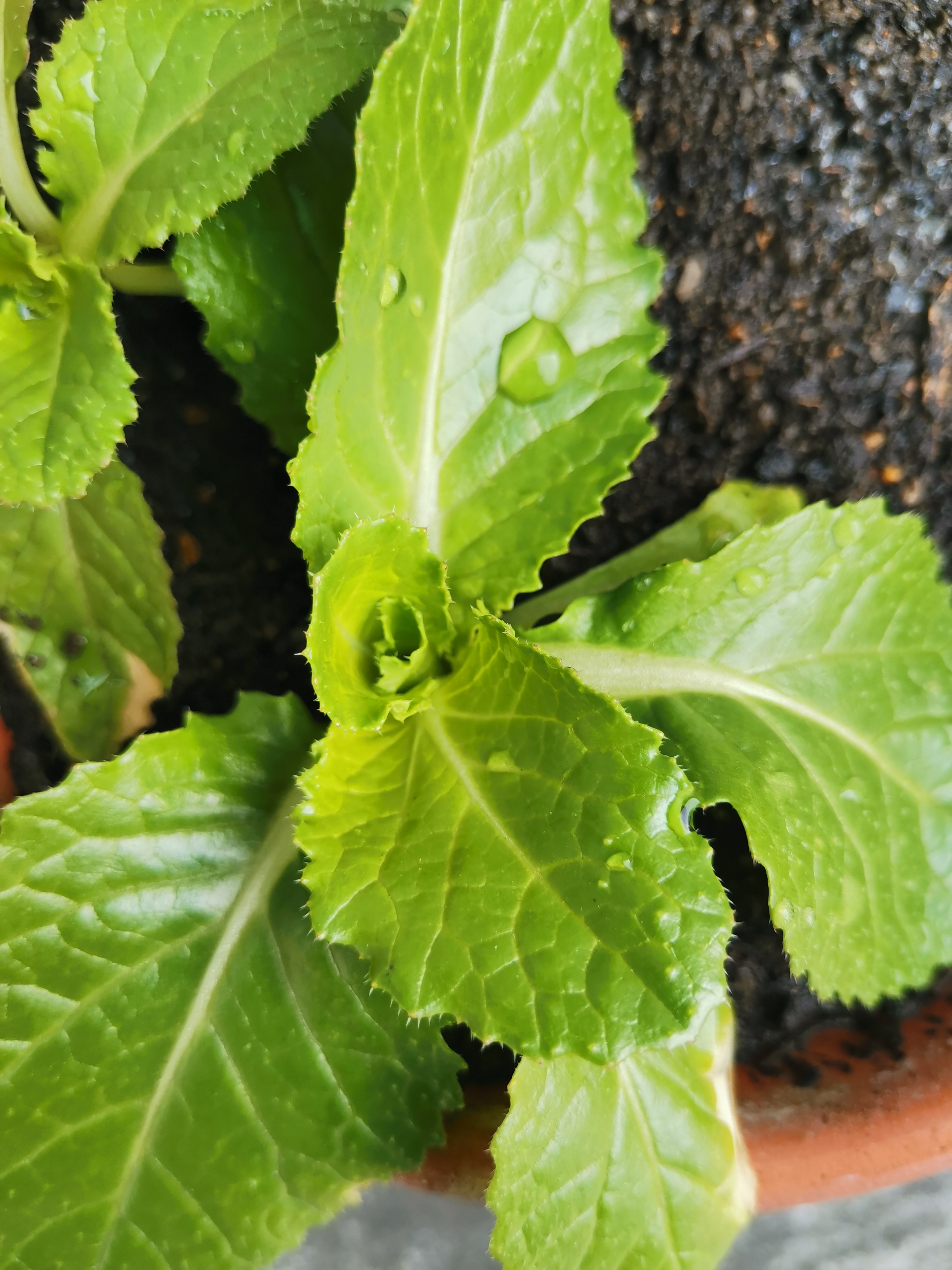 http://www.ige.tohoku.ac.jp/prg/watanabe/as-vegetable2019/images/20200123122912-b9785ce97c2792383d274f64eb5ca25493bbc148.jpg