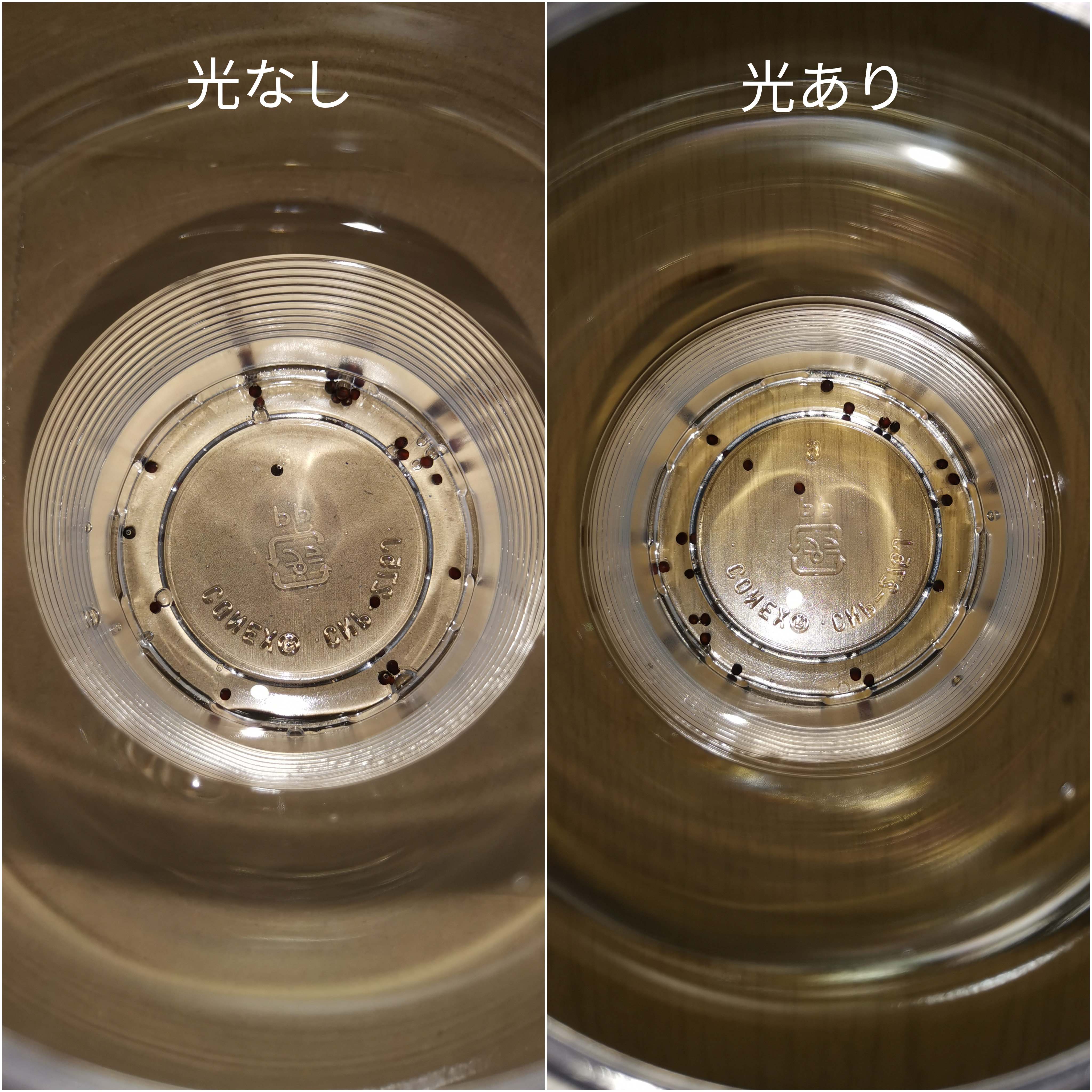 http://www.ige.tohoku.ac.jp/prg/watanabe/as-vegetable2019/images/20200124215929-2c7315726faae6dac9a1055febf7022db78ff83e.jpg