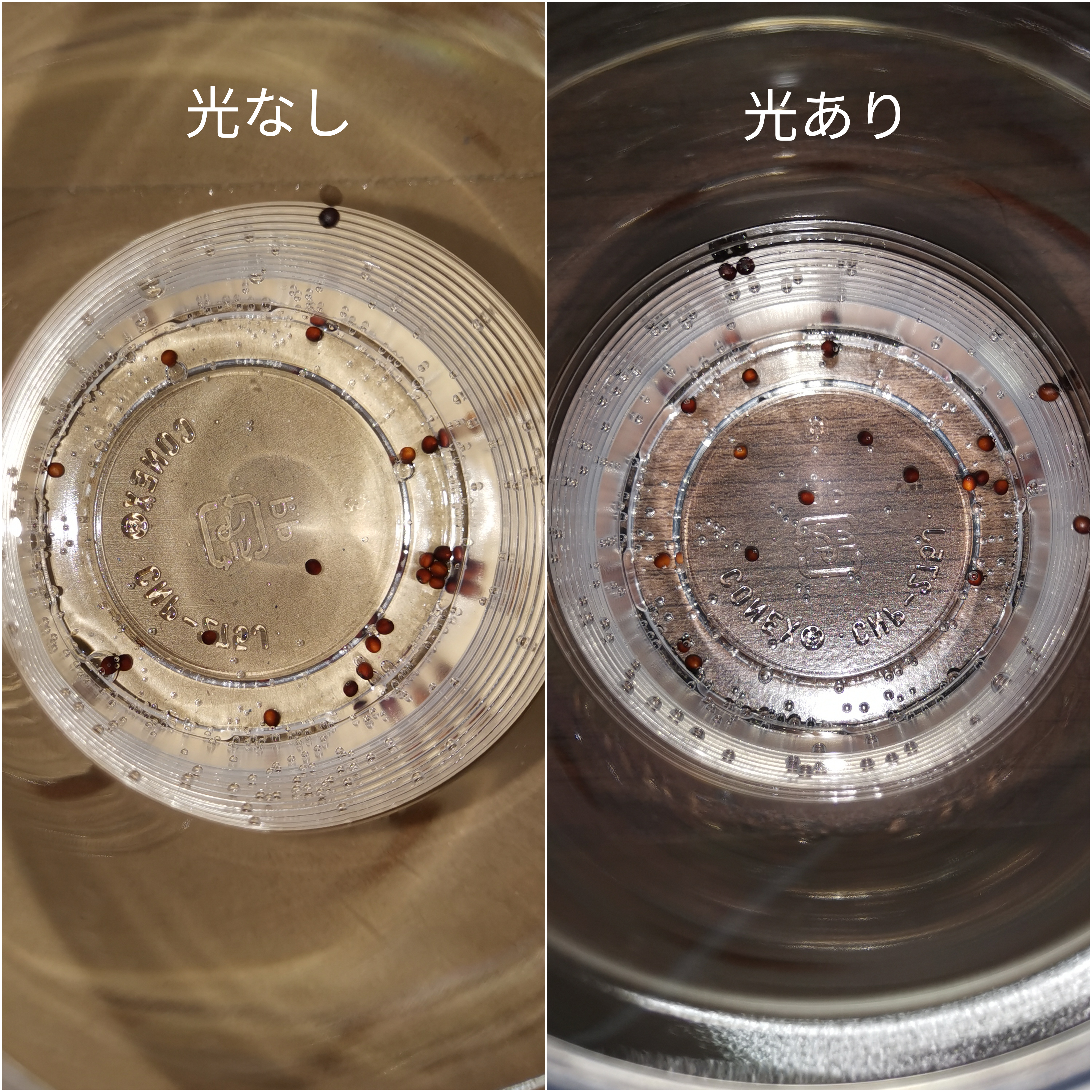 http://www.ige.tohoku.ac.jp/prg/watanabe/as-vegetable2019/images/20200124220111-925e3ce80ffc02b7e7e9c2c96f43a6277c5f19fb.jpg