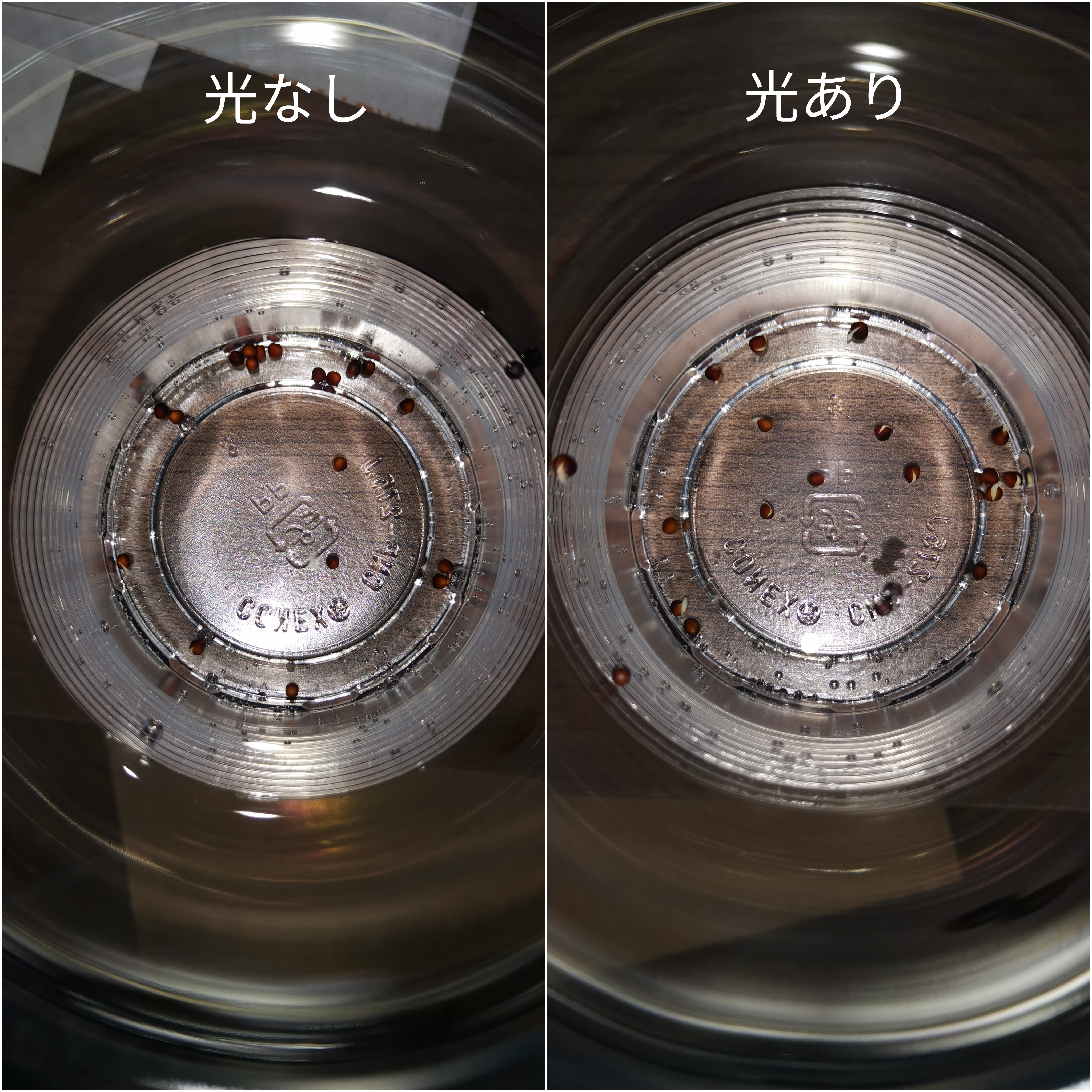 http://www.ige.tohoku.ac.jp/prg/watanabe/as-vegetable2019/images/20200124220143-4e84aa5ddad0ff45985f09f3d8a3c3c606c471a1.jpg