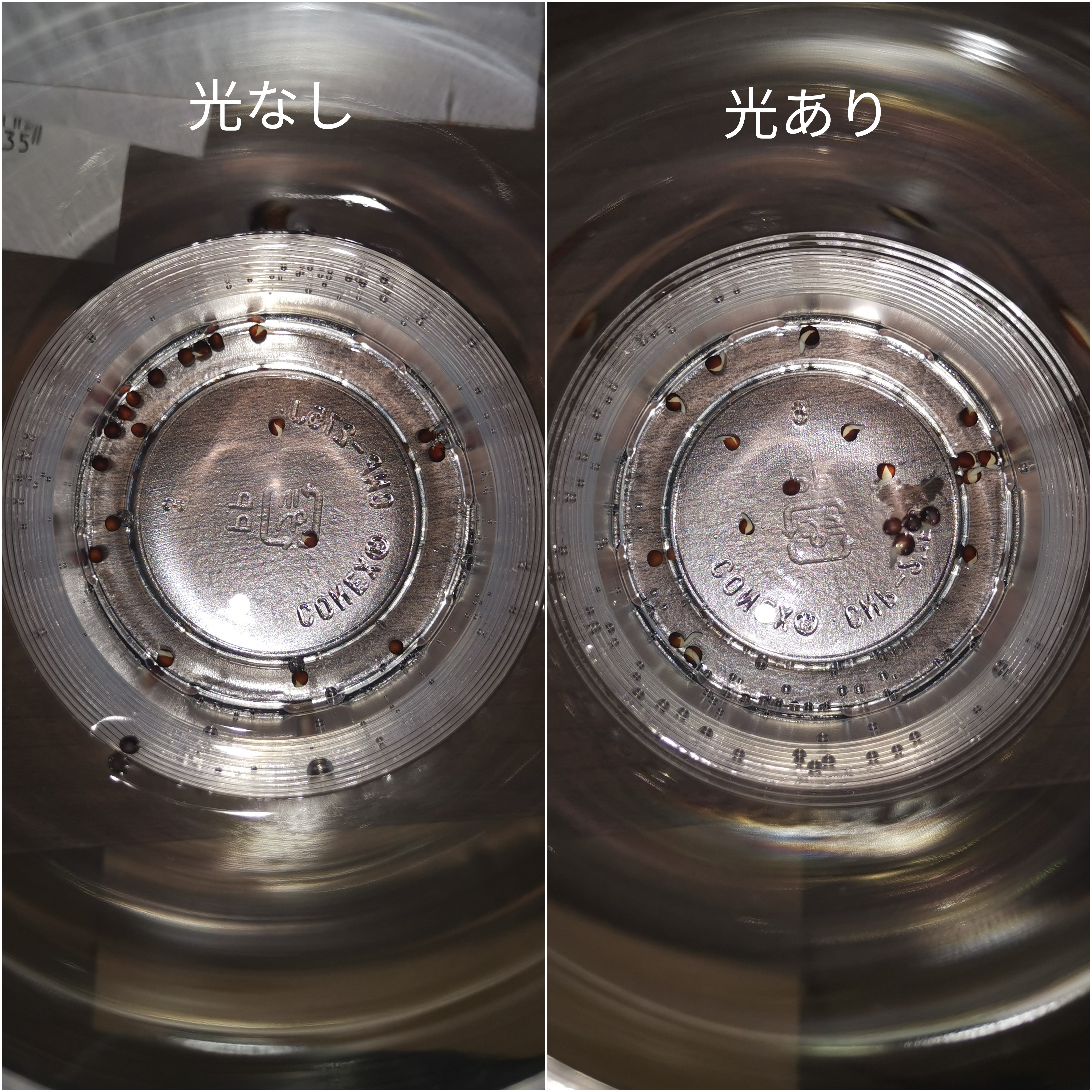 http://www.ige.tohoku.ac.jp/prg/watanabe/as-vegetable2019/images/20200124220217-81d2917754252e699ba6eaf9a0624712952c05c6.jpg