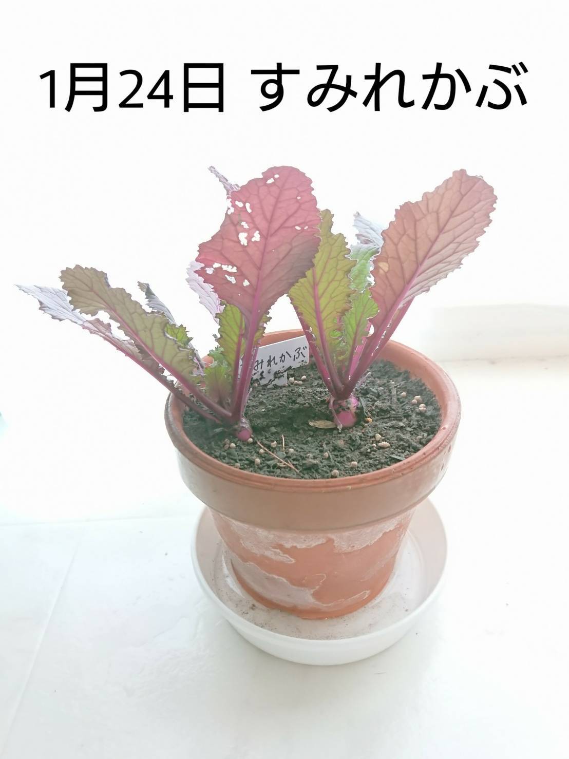 http://www.ige.tohoku.ac.jp/prg/watanabe/as-vegetable2019/images/20200128134837-31210e0b933db7be3ea6179625be471fbf823a68.jpg