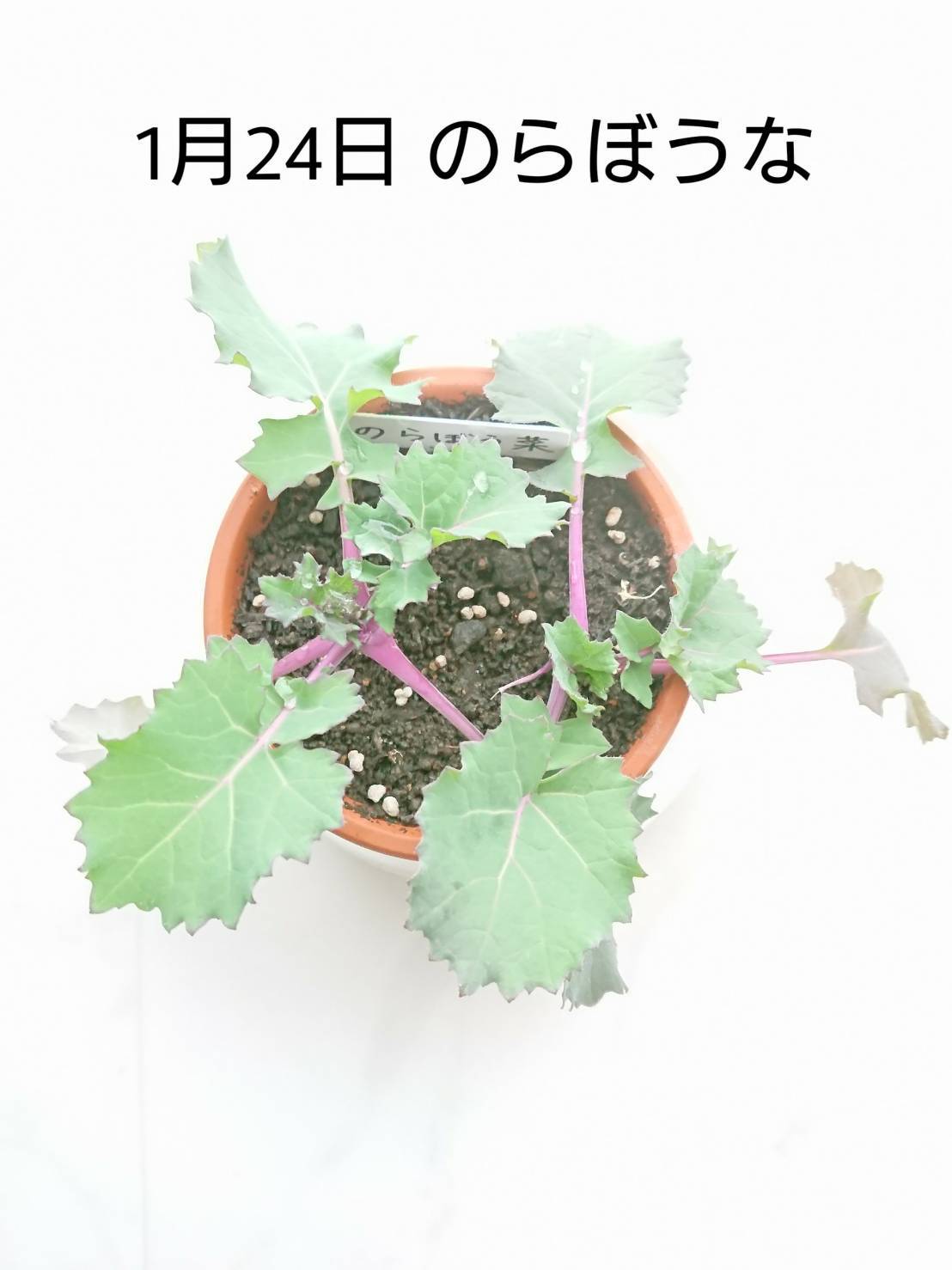 http://www.ige.tohoku.ac.jp/prg/watanabe/as-vegetable2019/images/20200128134902-d83dc000eb124428e70f8d6b8ab38cf74da2295f.jpg