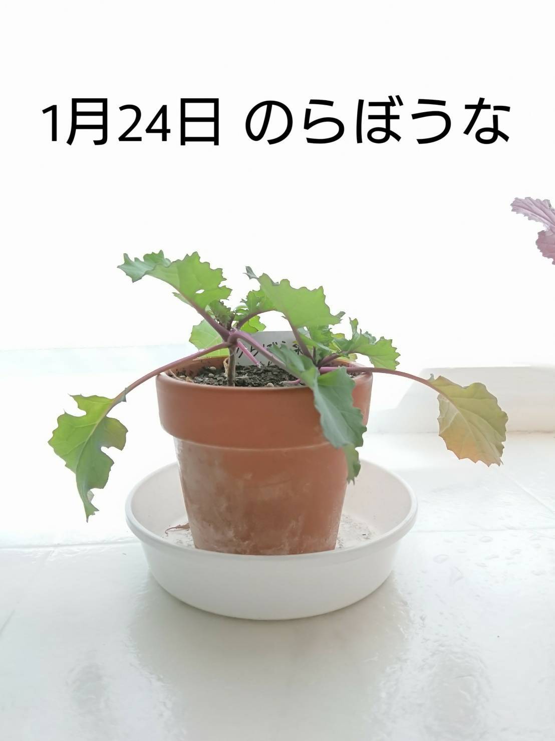 http://www.ige.tohoku.ac.jp/prg/watanabe/as-vegetable2019/images/20200128134926-2cd3a9c9dd1909eecac40fbb9cc66d8420387e0d.jpg