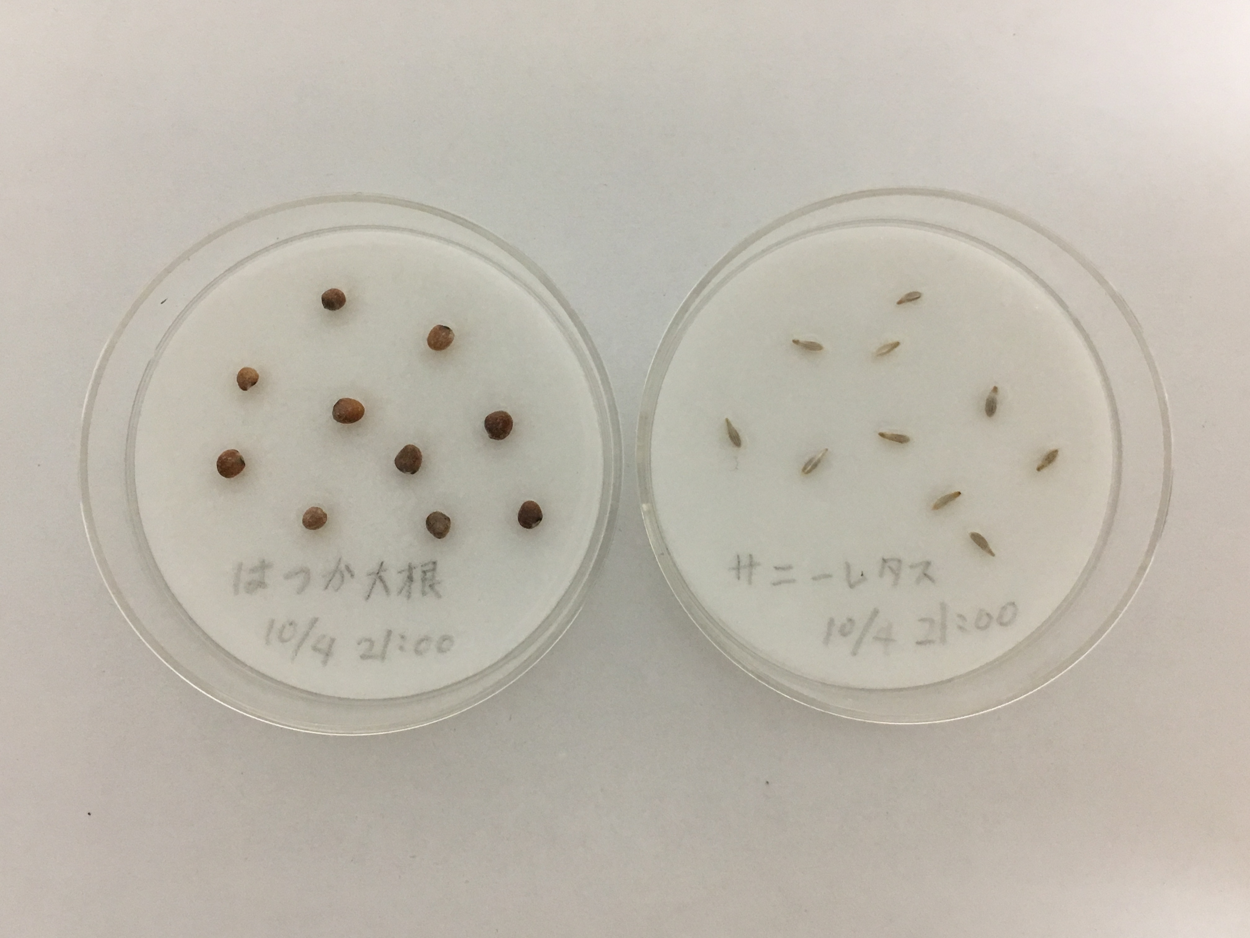 http://www.ige.tohoku.ac.jp/prg/watanabe/as-vegetable2019/images/IMG_2585.JPG