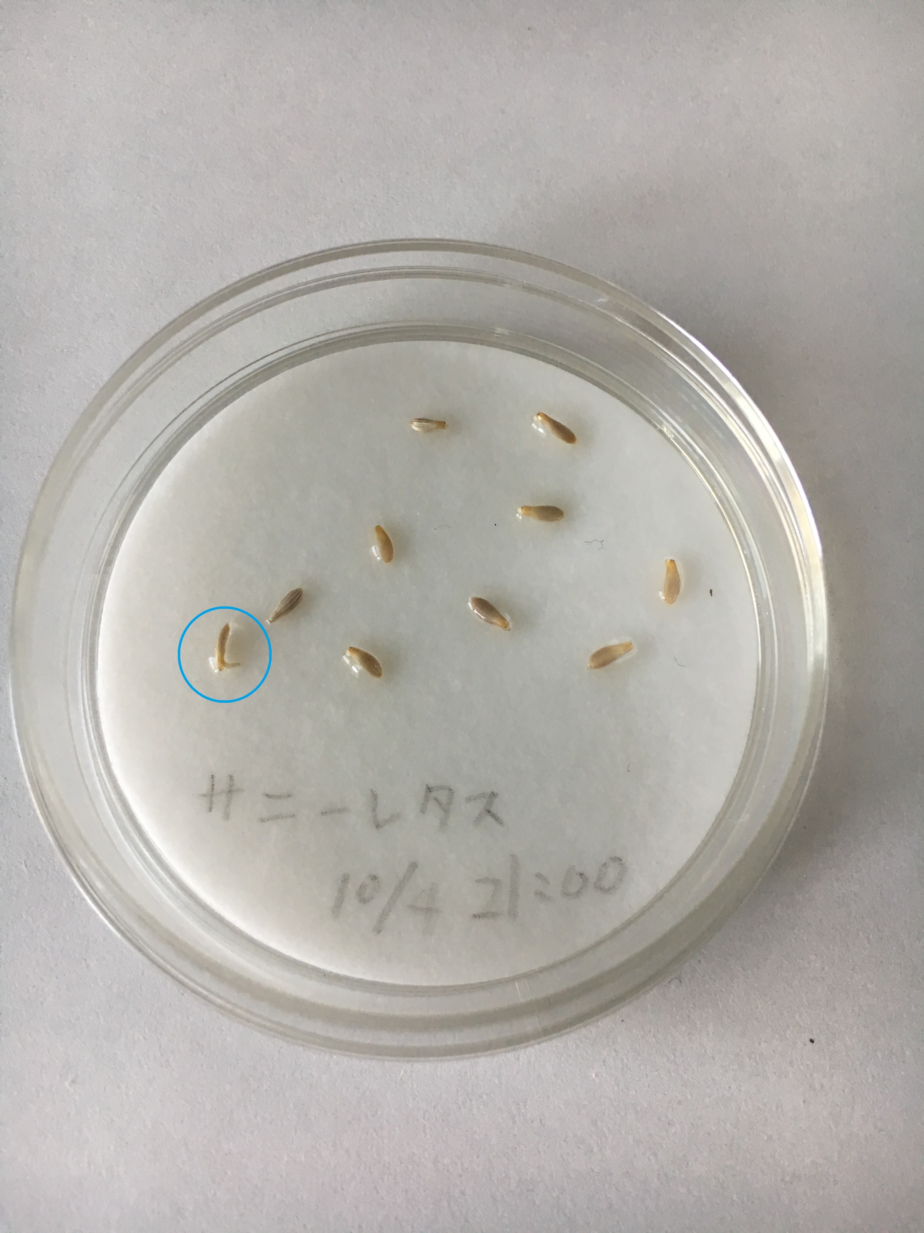 http://www.ige.tohoku.ac.jp/prg/watanabe/as-vegetable2019/images/IMG_2598.JPG