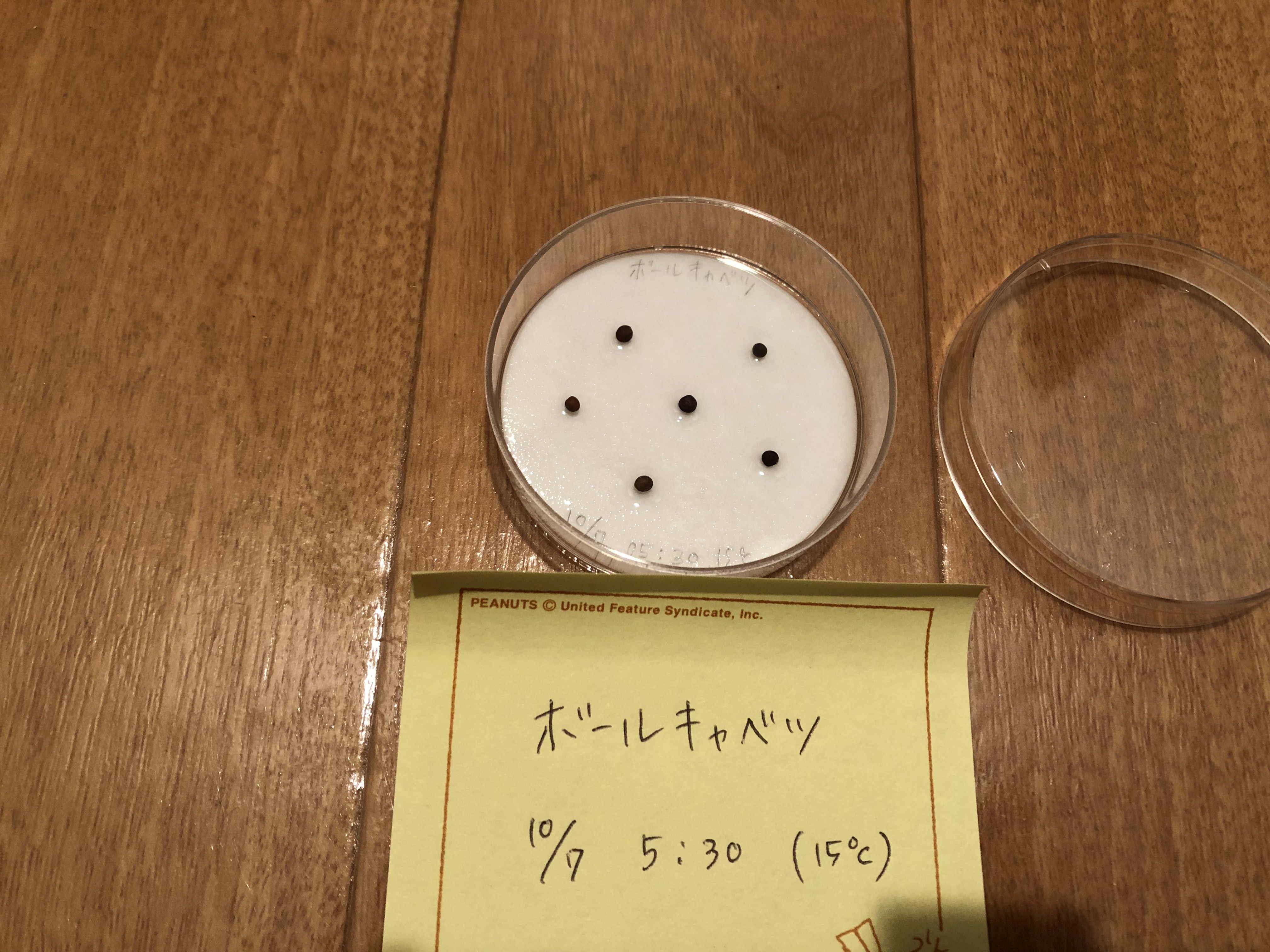 http://www.ige.tohoku.ac.jp/prg/watanabe/as-vegetable2019/images/IMG_4717.JPG