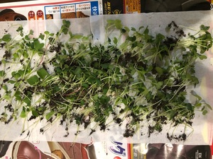 20201031143612-9aba07d43959b0d11594f46d322766cd3ea4bd30.jpeg