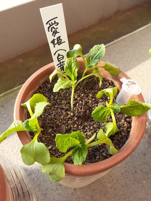 20201108_145705.jpg