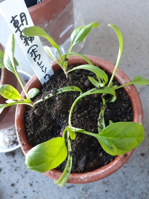 20201117_082906.jpg