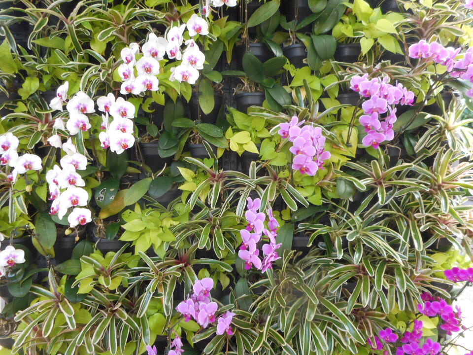 http://www.ige.tohoku.ac.jp/prg/watanabe/as-vegetable2020/images/20201209161023-2aa981128abab2ecb0c977c271cc247a7cb31311.JPG