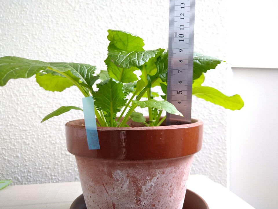 http://www.ige.tohoku.ac.jp/prg/watanabe/as-vegetable2020/images/20201210215049-7ca0799f8e8a72aa74e0b20670b2ced7215f7f6c.JPG