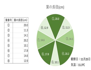 大根グラフ.jpg