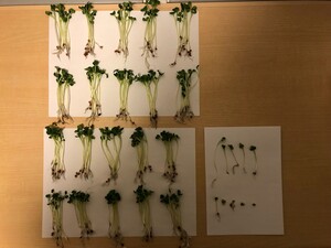かいわれ210本.jpg