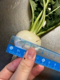 http://www.ige.tohoku.ac.jp/prg/watanabe/as-vegetable2022/10.jpg