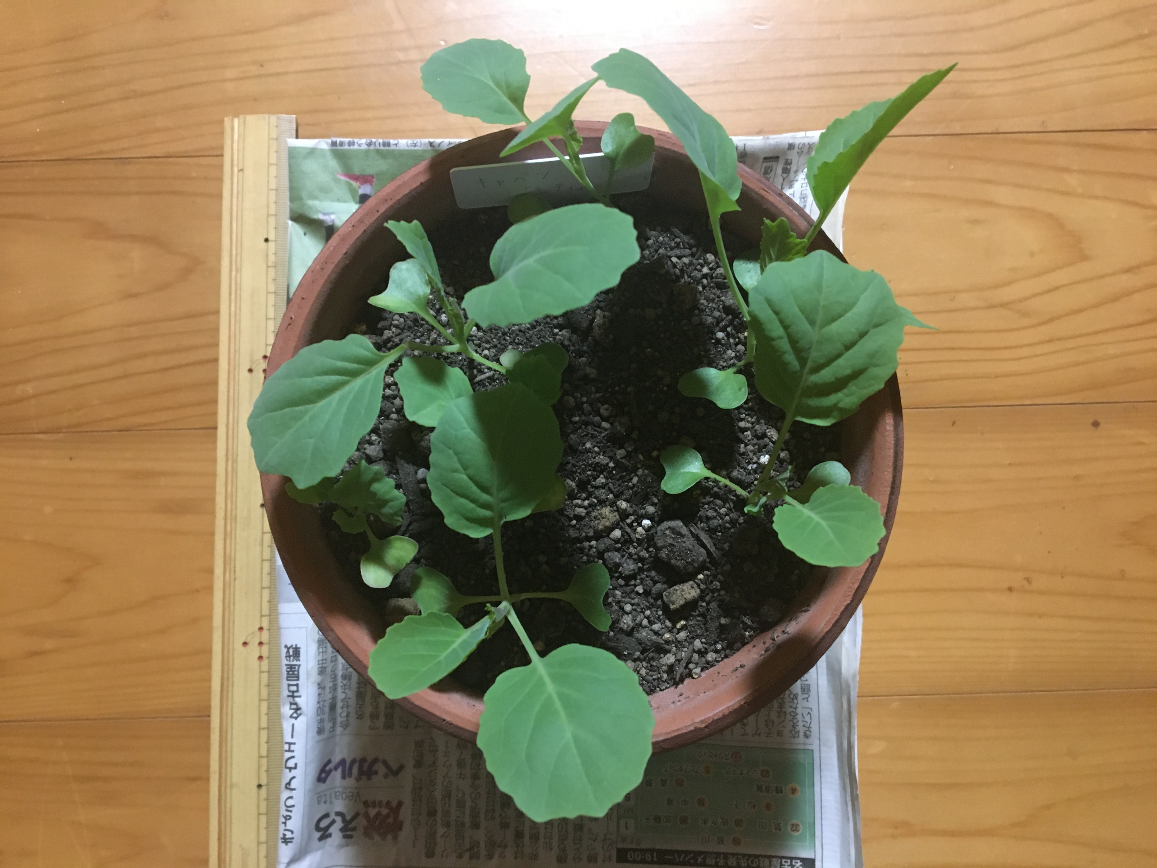 http://www.ige.tohoku.ac.jp/prg/watanabe/as-vegetable2022/IMG-6921.JPG