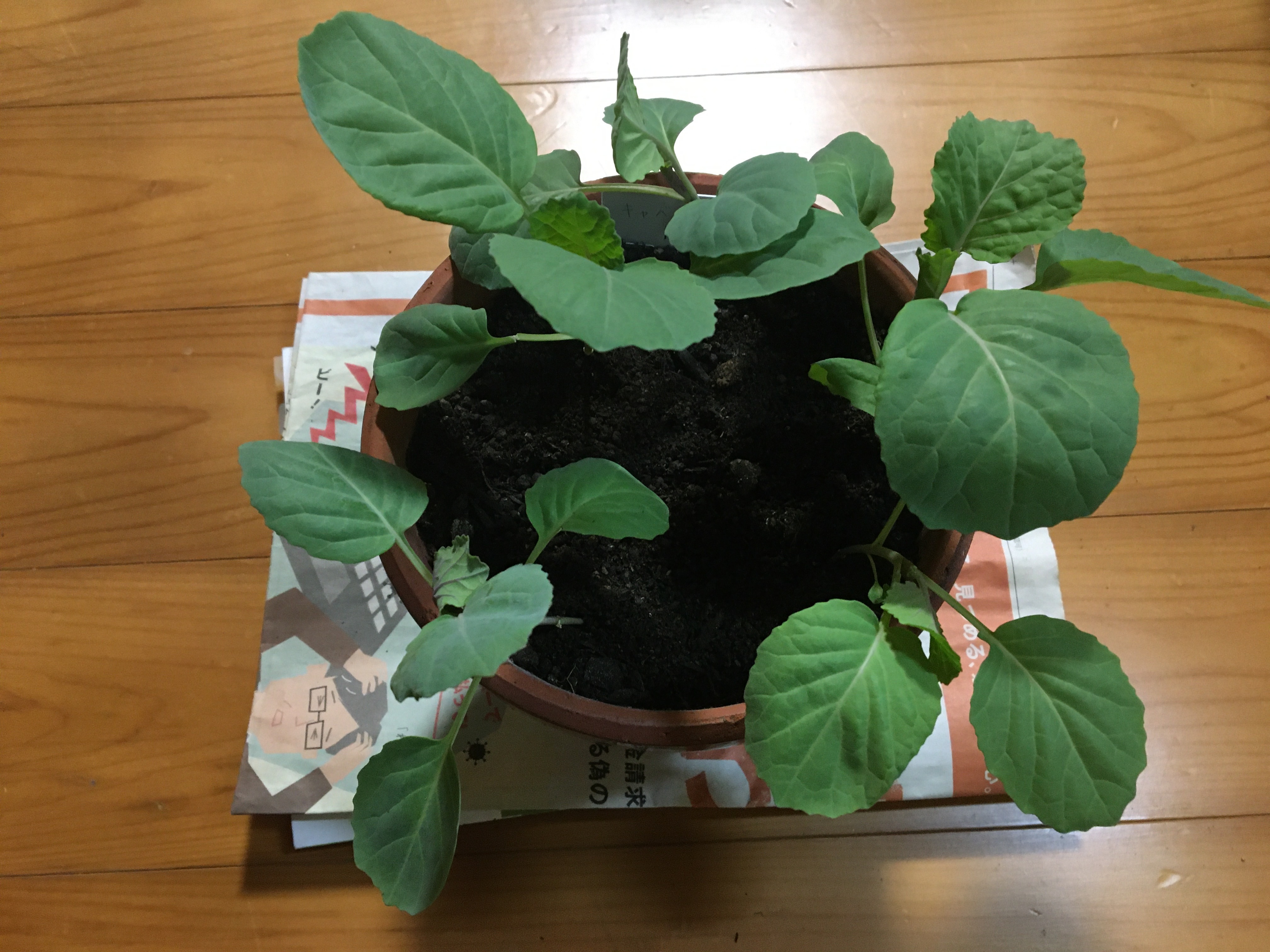 http://www.ige.tohoku.ac.jp/prg/watanabe/as-vegetable2022/IMG-7185.JPG
