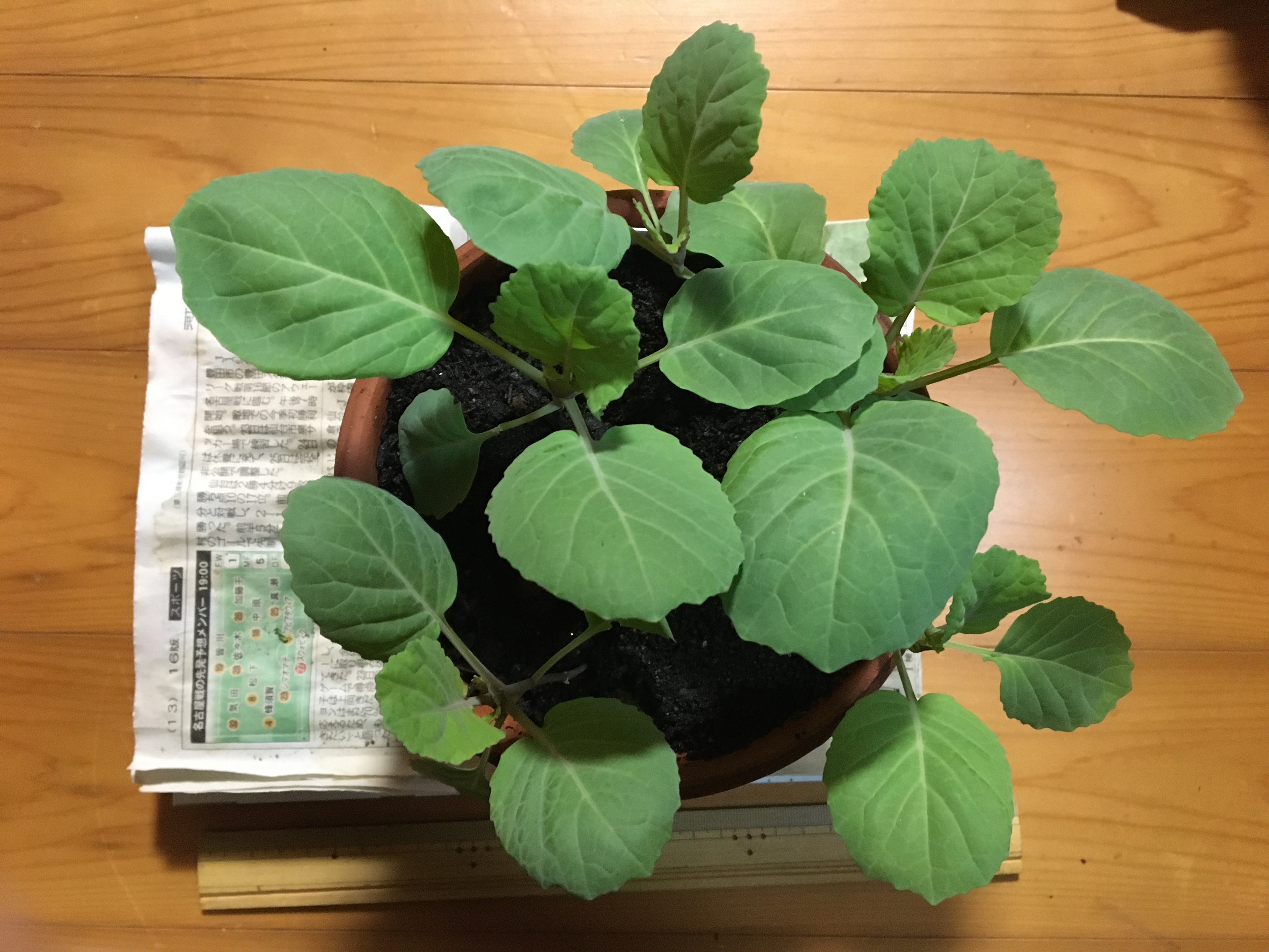 http://www.ige.tohoku.ac.jp/prg/watanabe/as-vegetable2022/IMG-7224.JPG